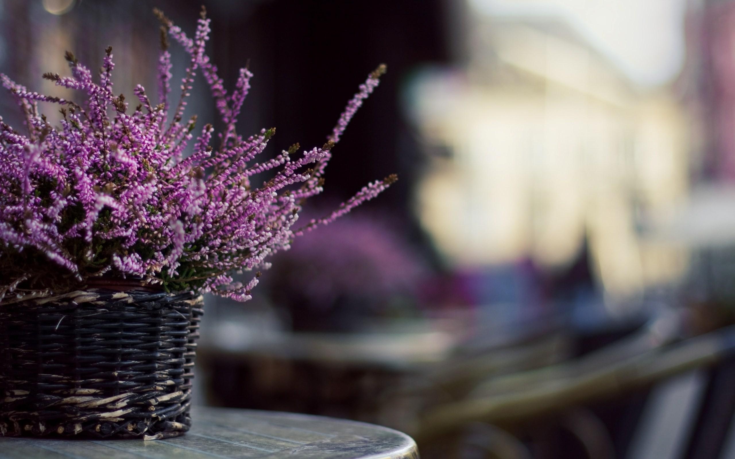 Basket Of Lavender Purple Flower Wallpapers