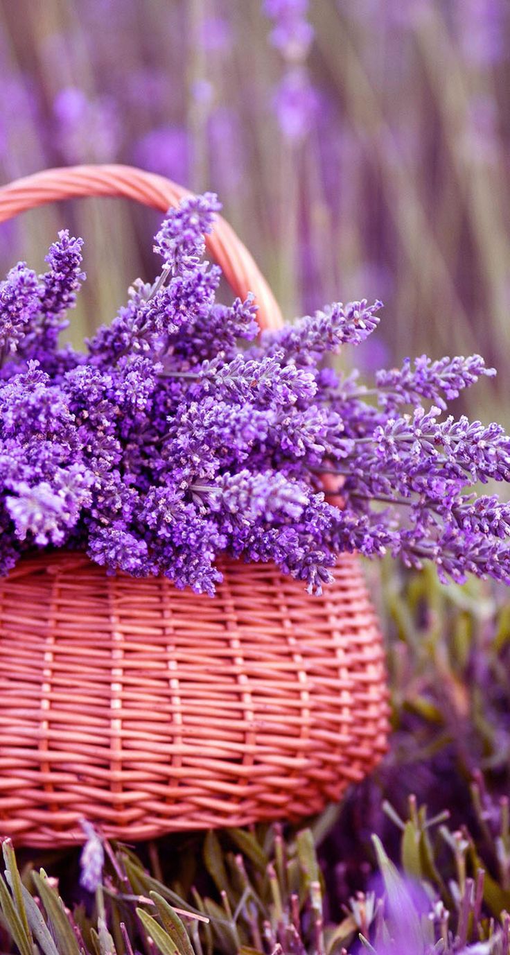 Basket Of Lavender Purple Flower Wallpapers