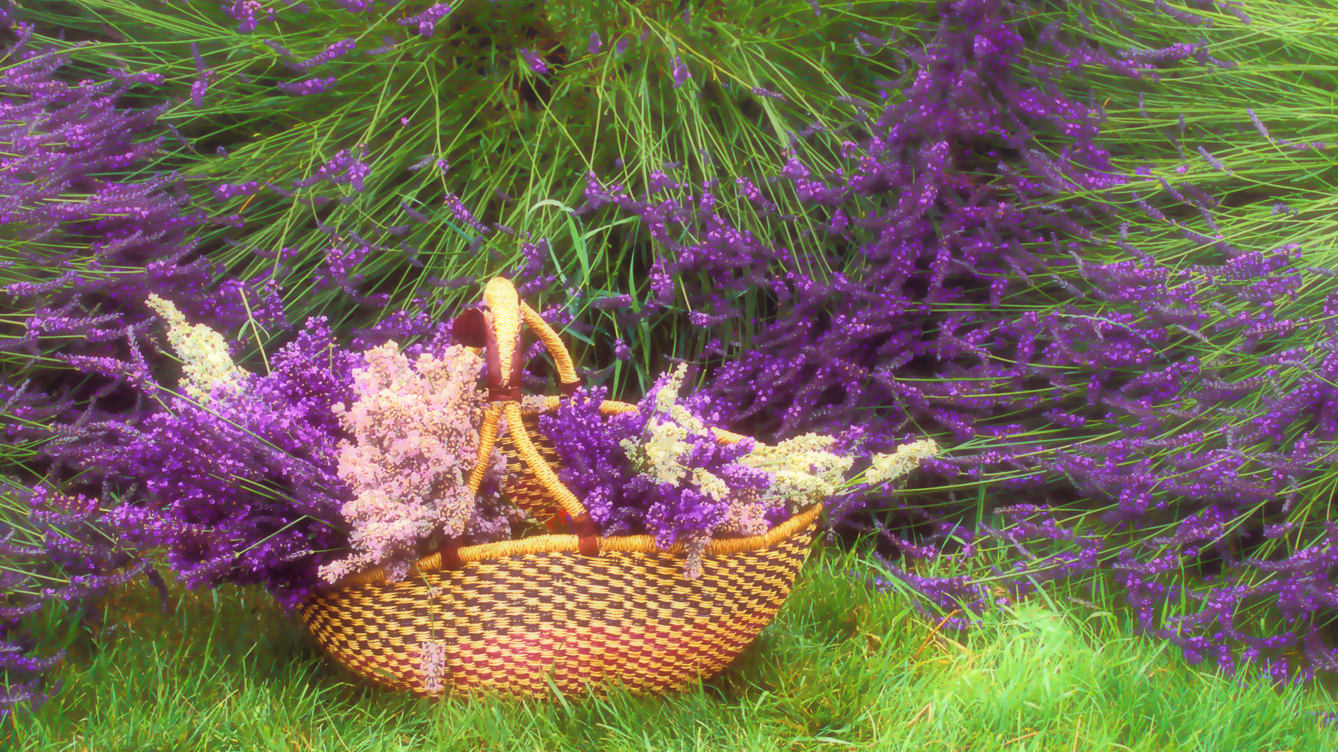 Basket Of Lavender Purple Flower Wallpapers