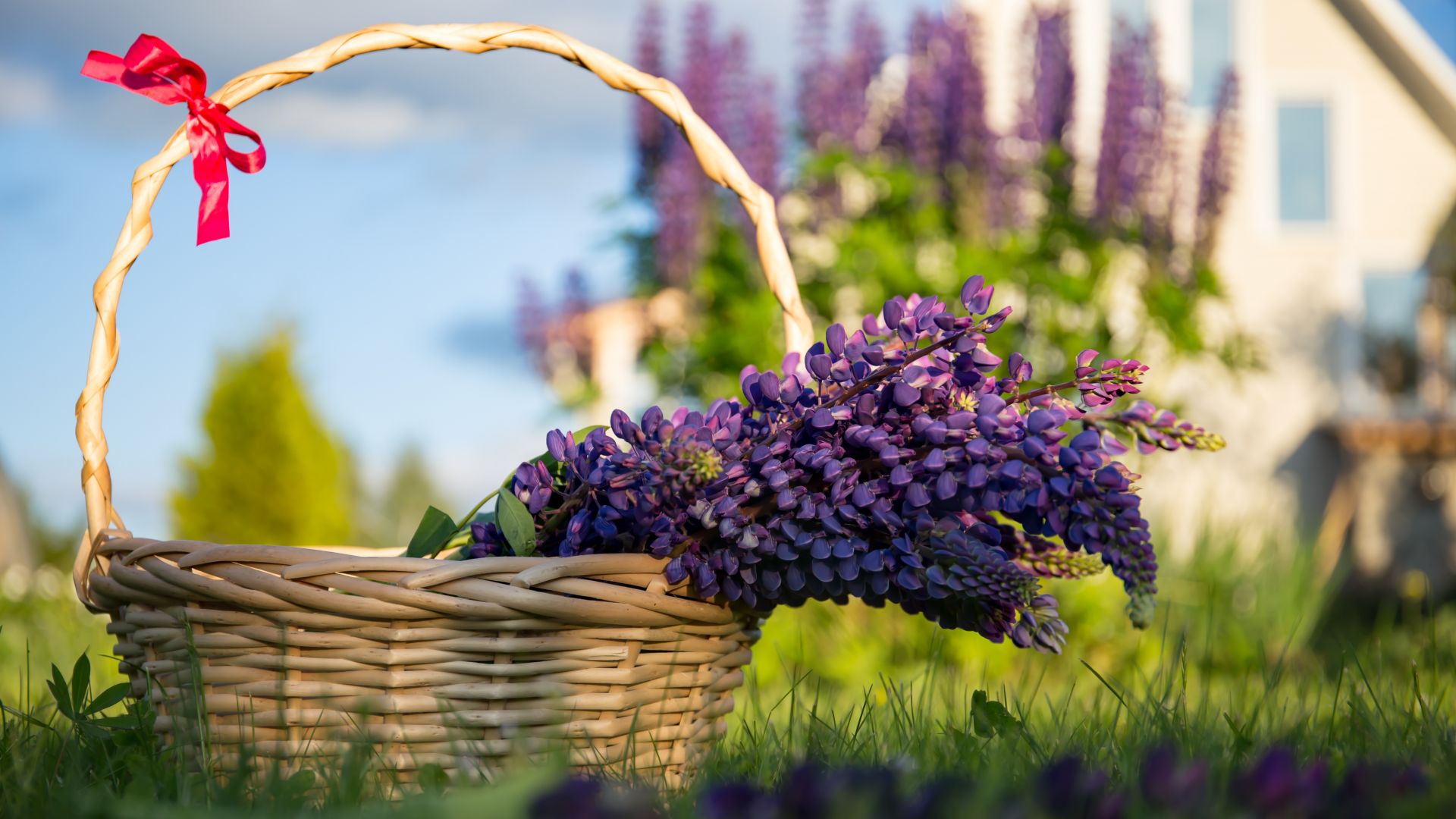 Basket Of Lavender Purple Flower Wallpapers