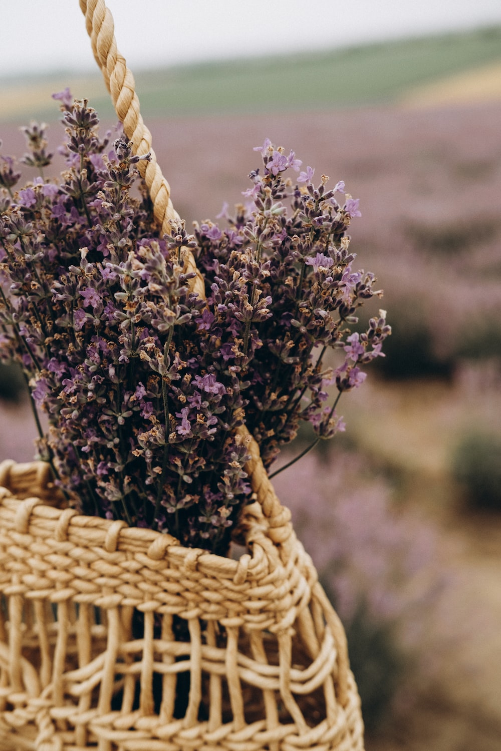 Basket Of Lavender Purple Flower Wallpapers