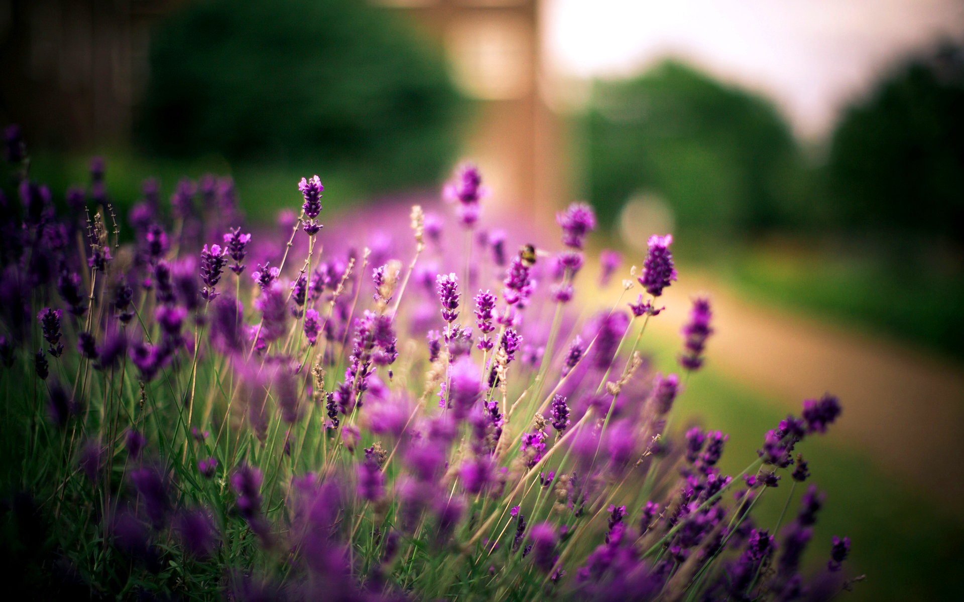 Basket Of Lavender Purple Flower Wallpapers