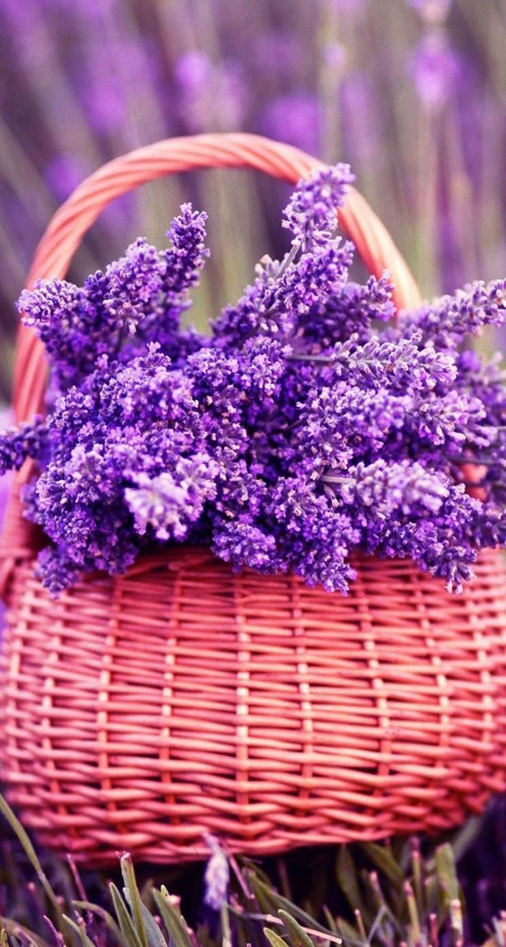 Basket Of Lavender Purple Flower Wallpapers