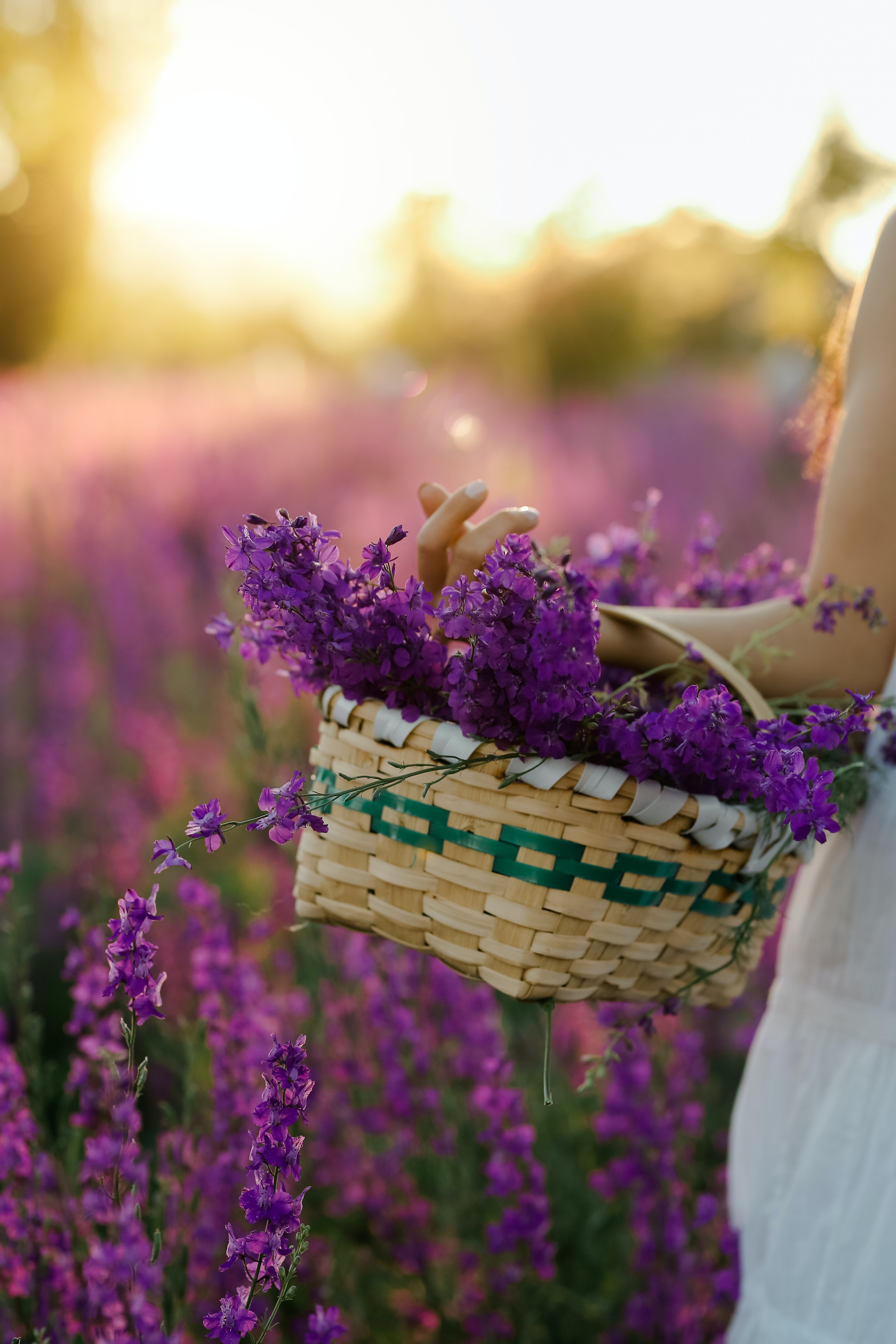 Basket Of Lavender Purple Flower Wallpapers