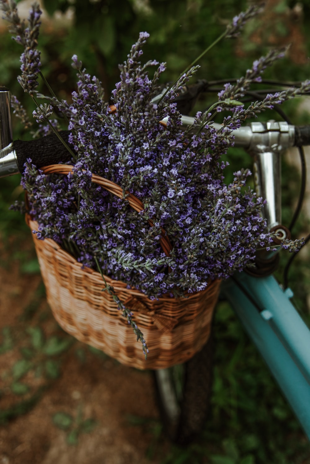 Basket Of Lavender Purple Flower Wallpapers