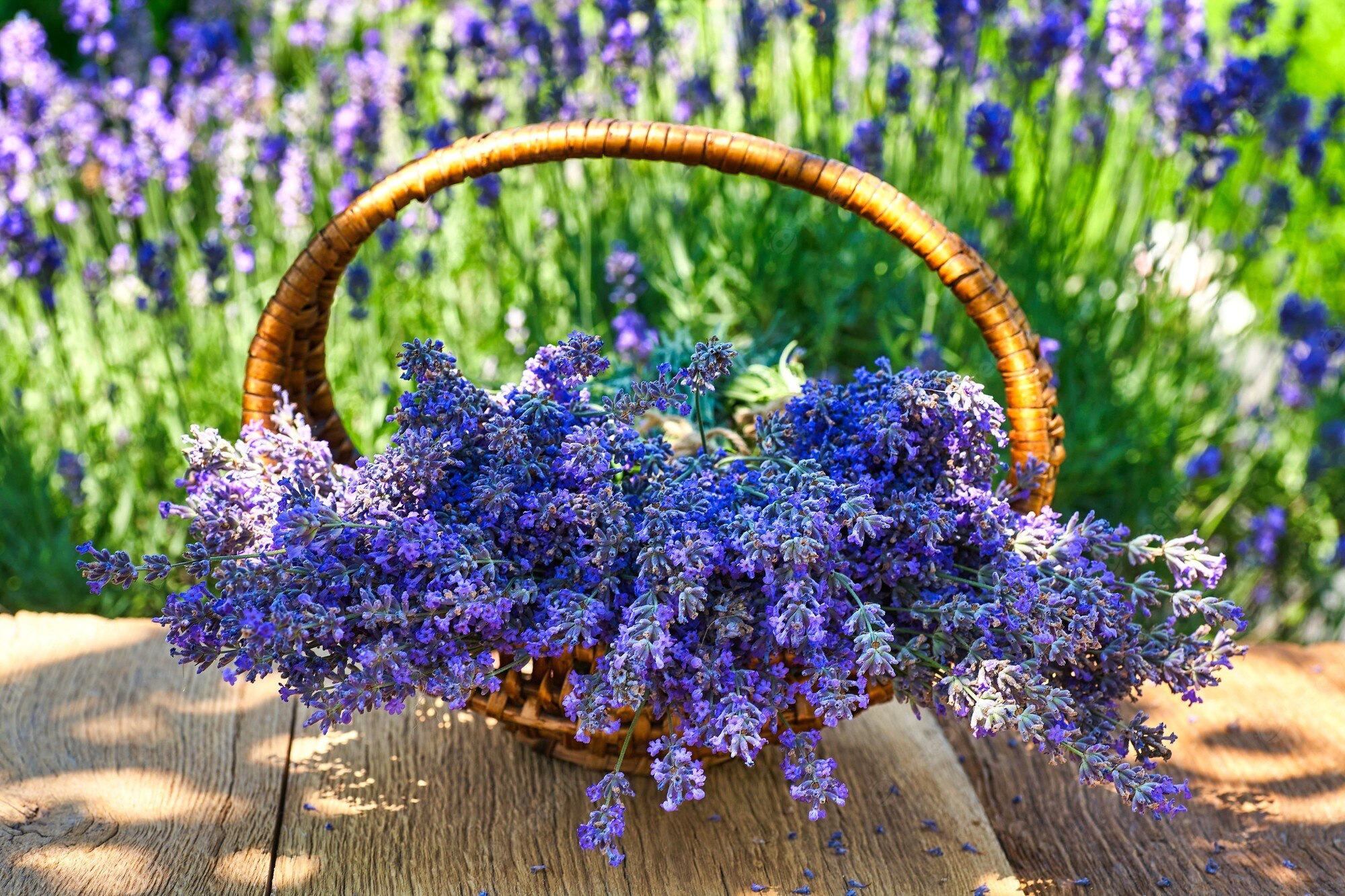 Basket Of Lavender Purple Flower Wallpapers