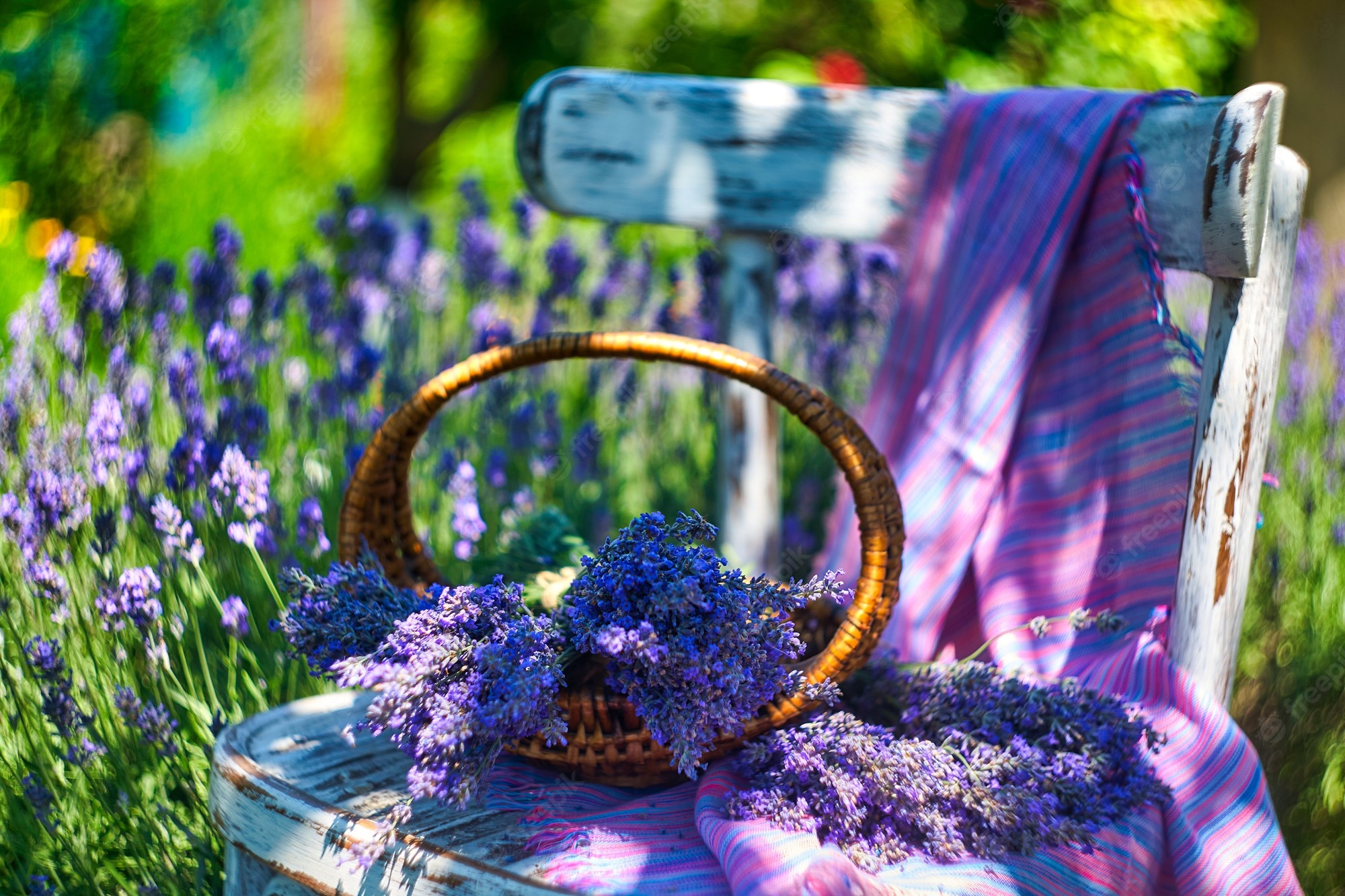 Basket Of Lavender Purple Flower Wallpapers