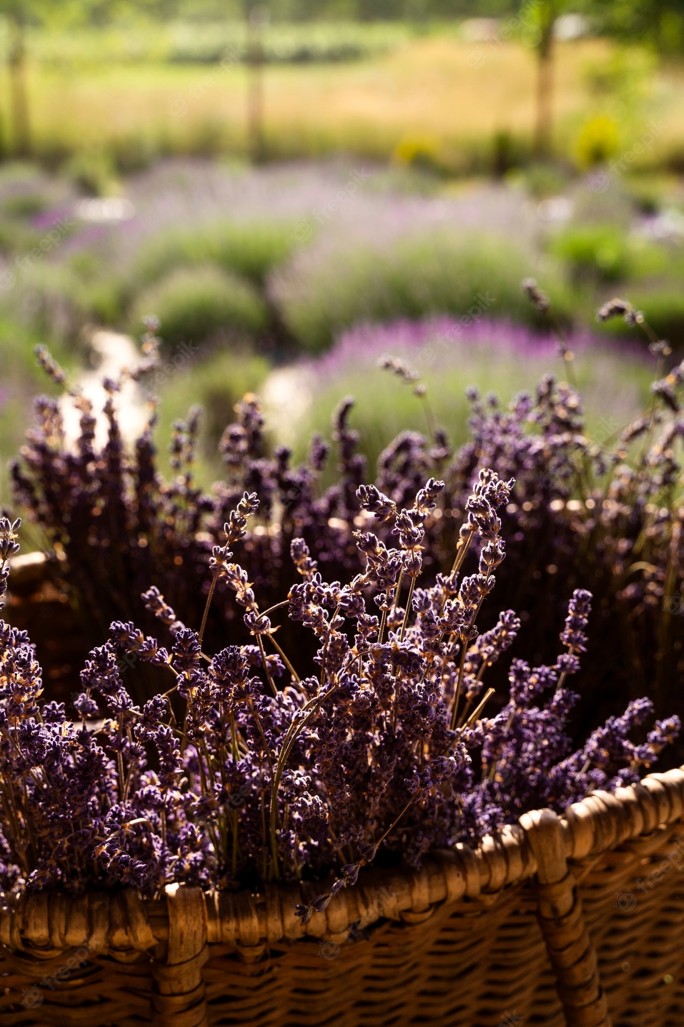 Basket Of Lavender Purple Flower Wallpapers