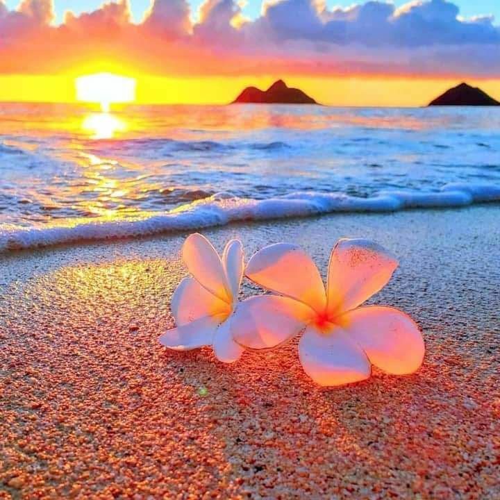 Beach Flower Wallpapers