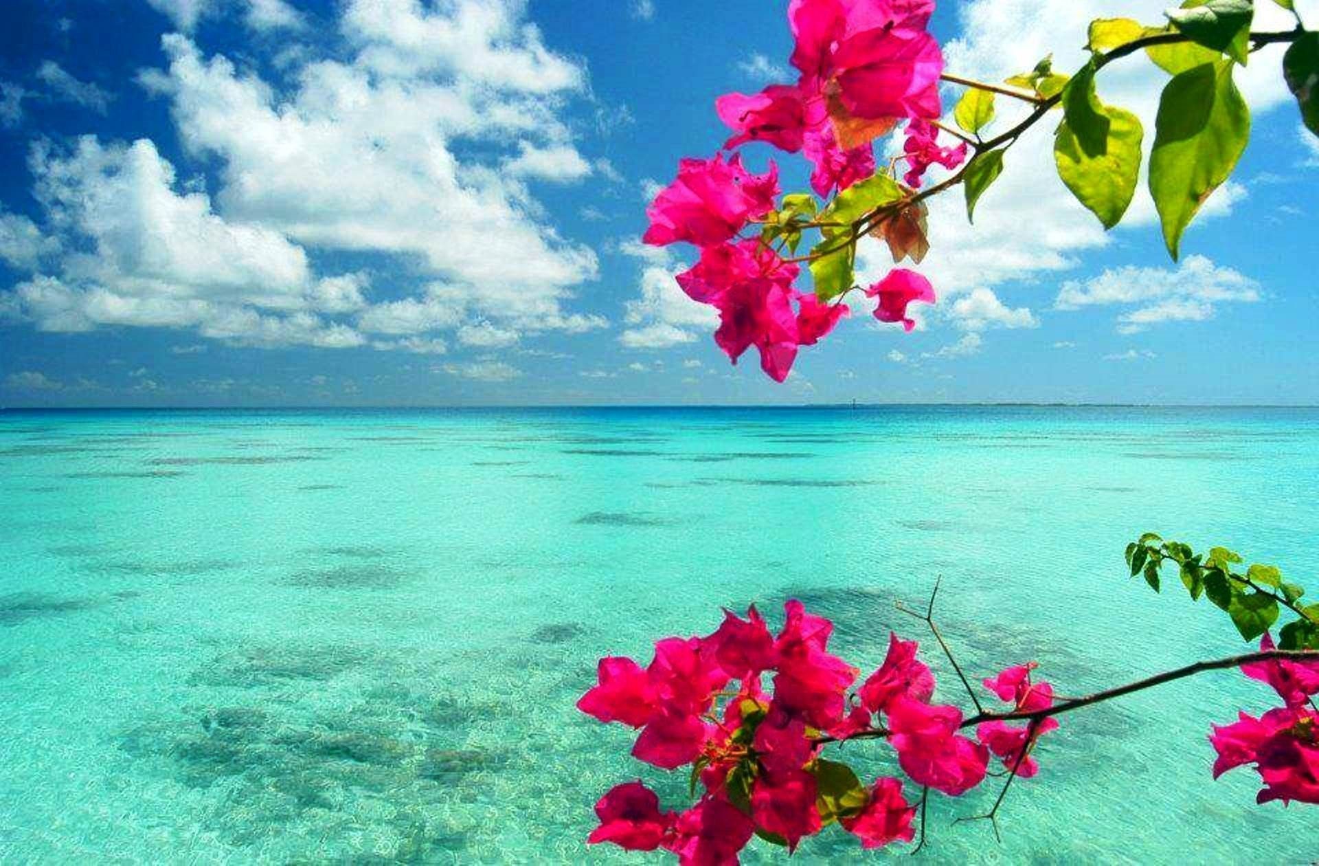 Beach Flower Wallpapers