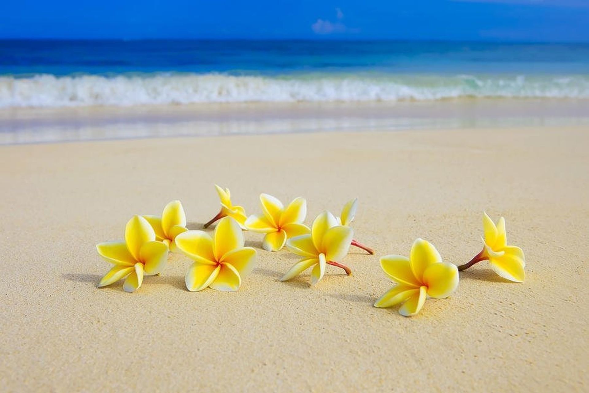 Beach Flower Wallpapers