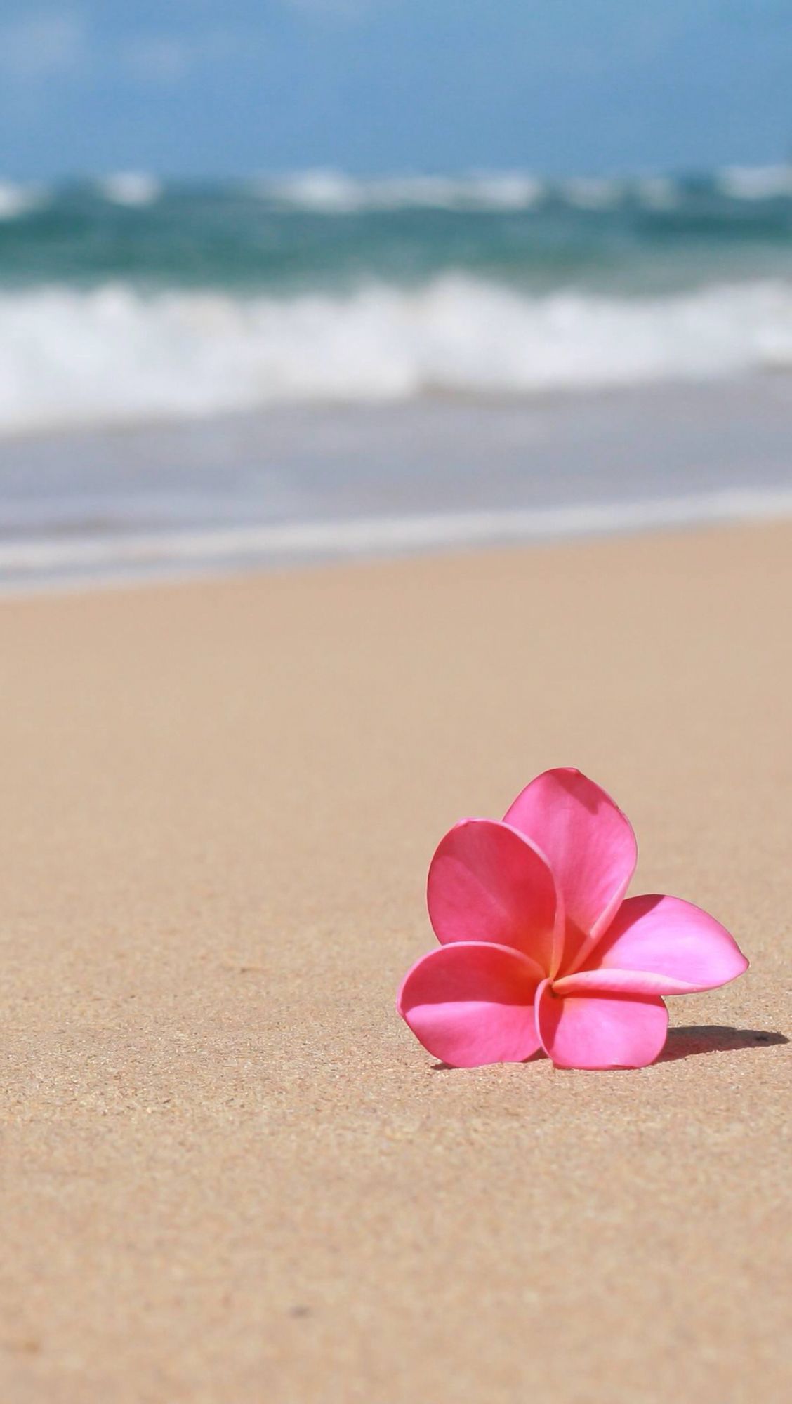 Beach Flower Wallpapers