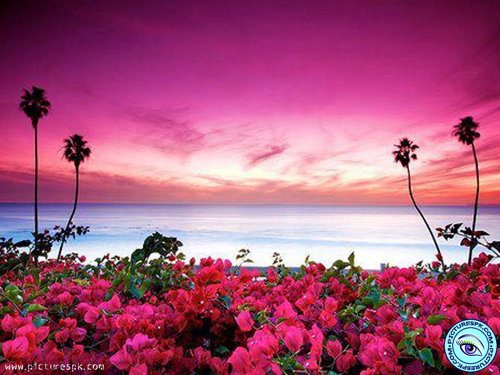 Beach Flower Wallpapers