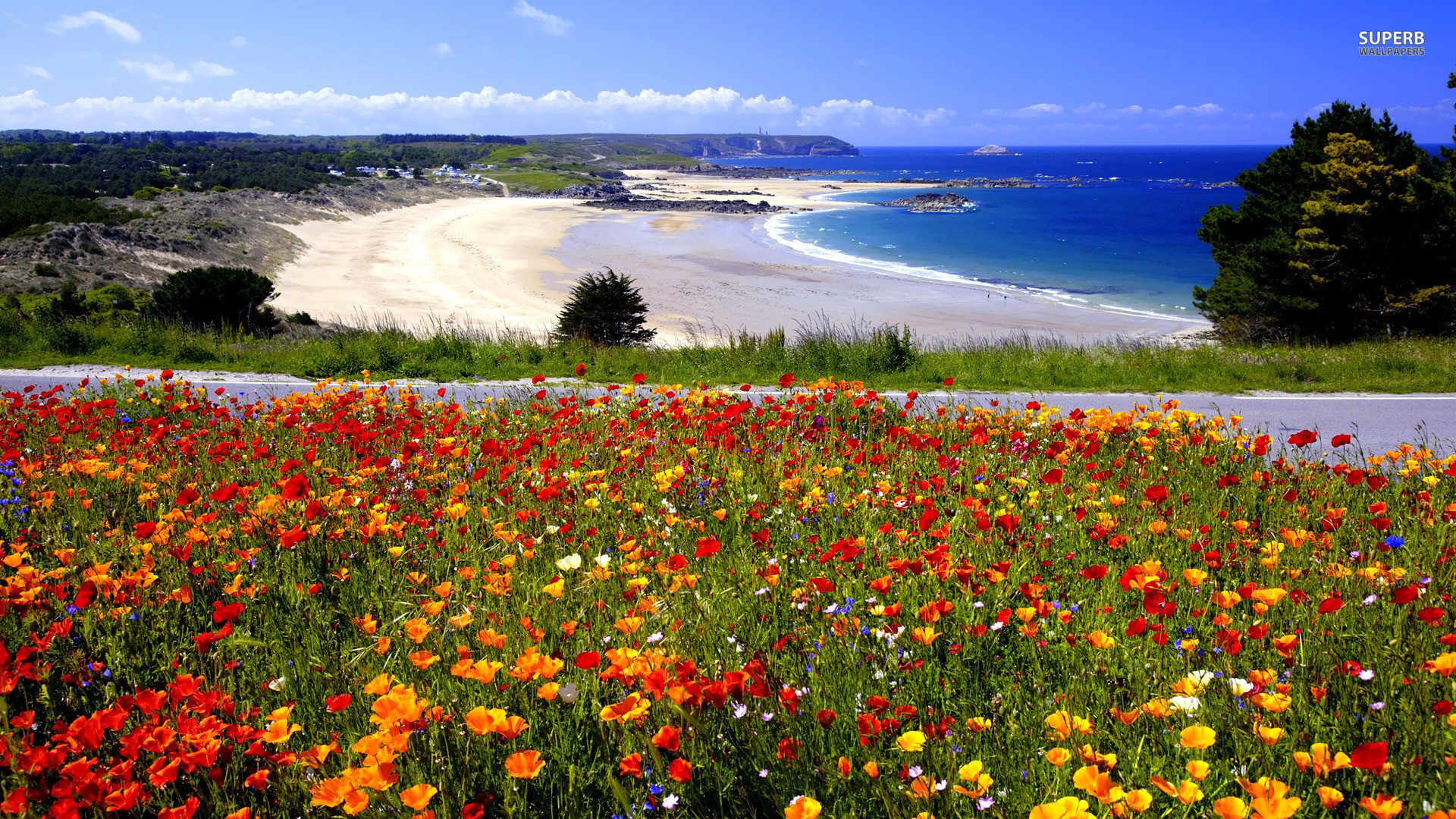 Beach Flower Wallpapers