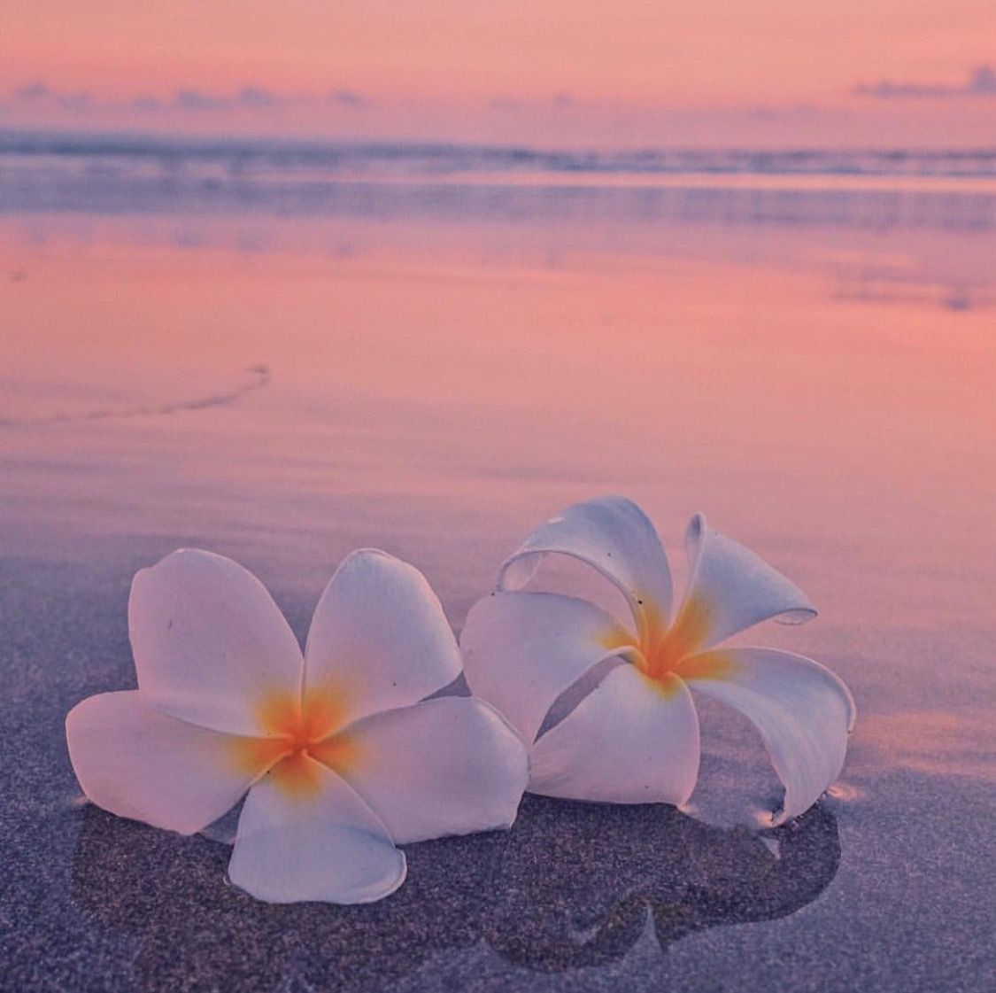 Beach Flower Wallpapers