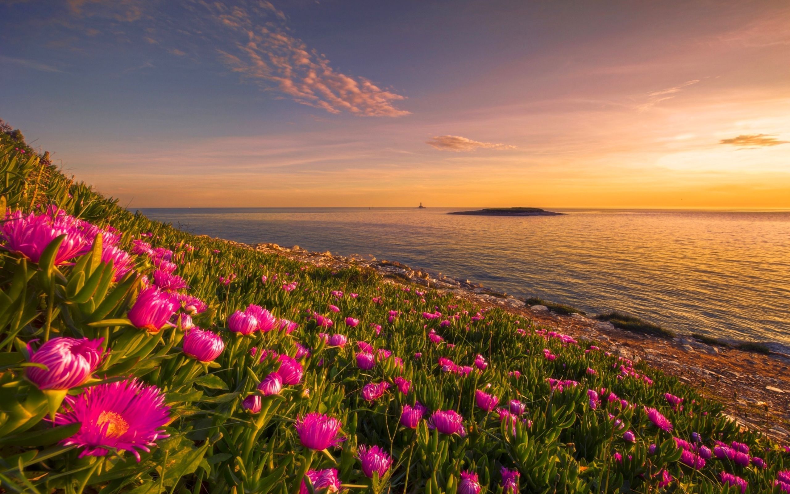 Beach Flower Wallpapers