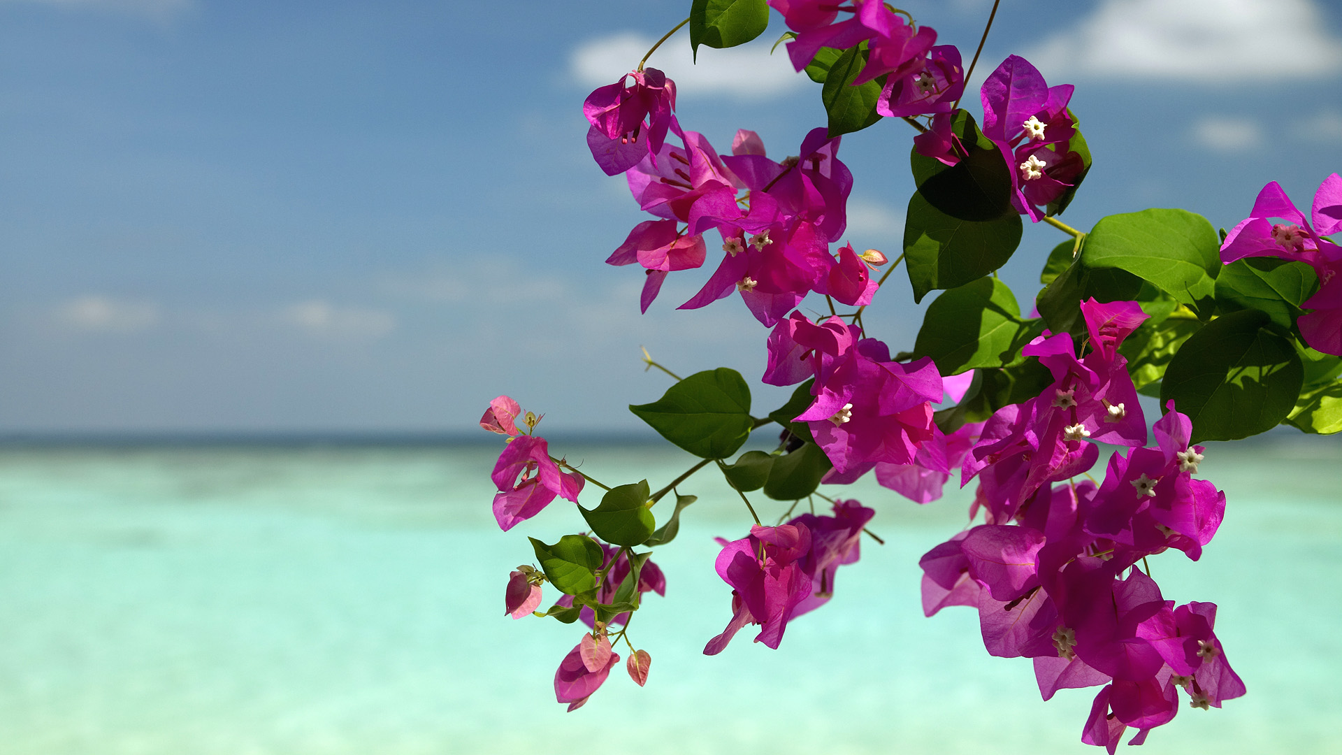 Beach Flower Wallpapers