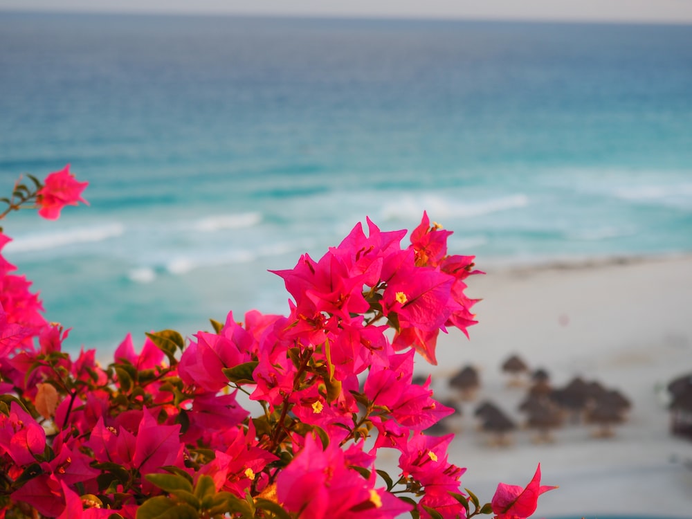 Beach Flower Wallpapers