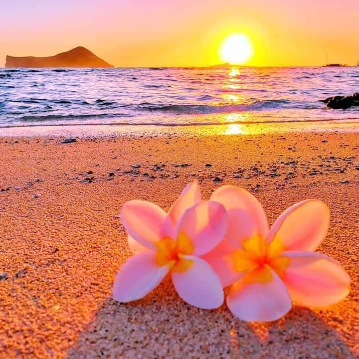 Beach Flower Wallpapers