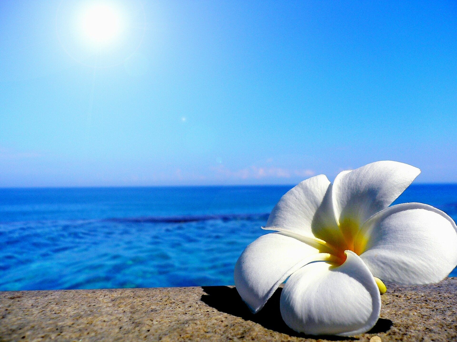 Beach Flower Wallpapers