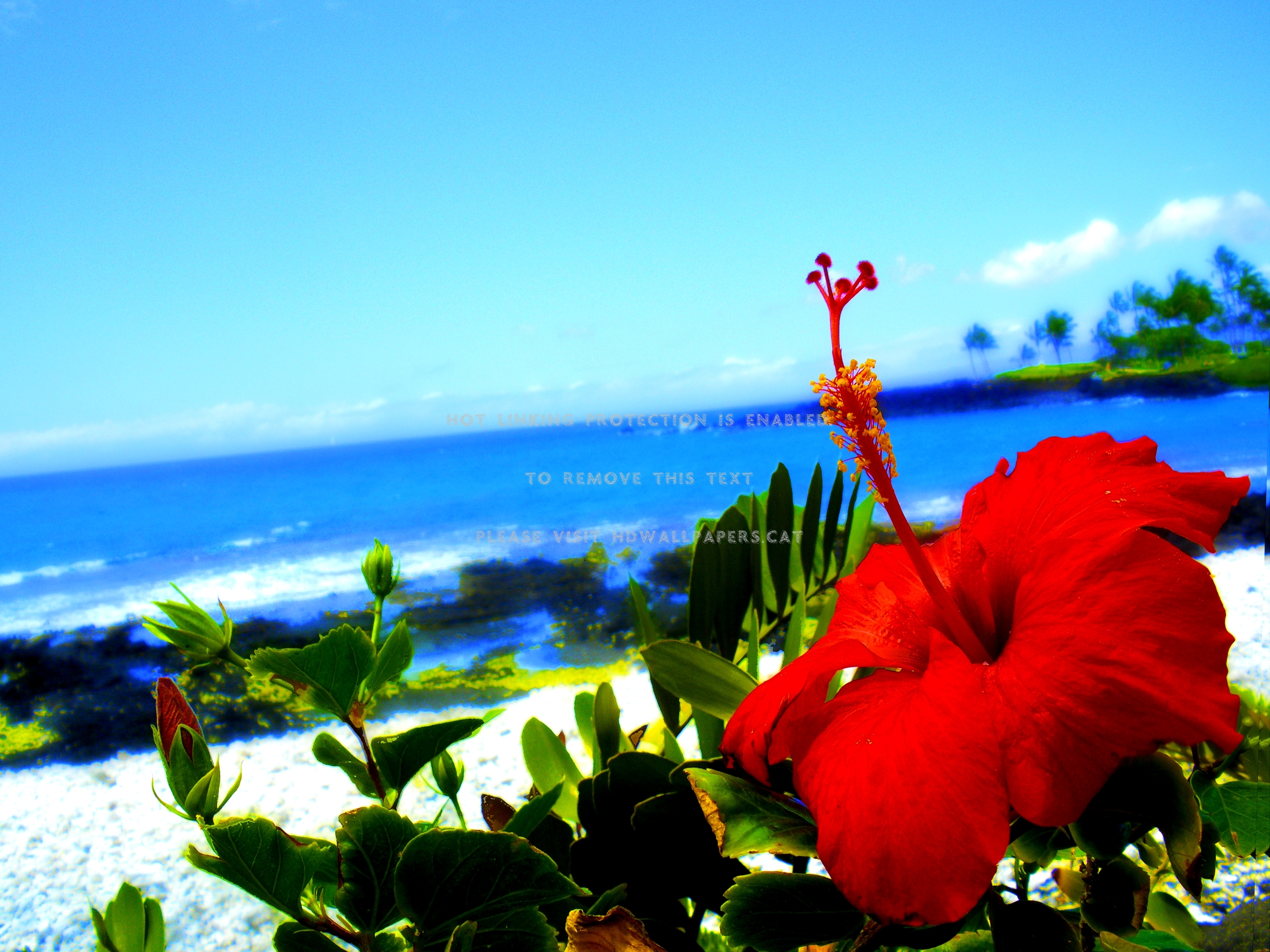 Beach Flower Wallpapers