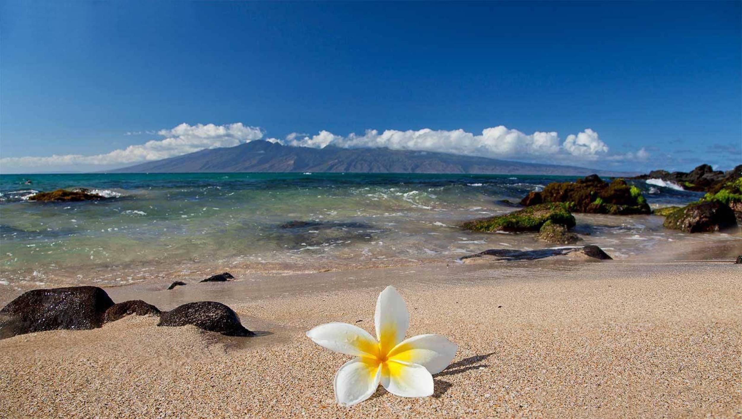 Beach Flower Wallpapers