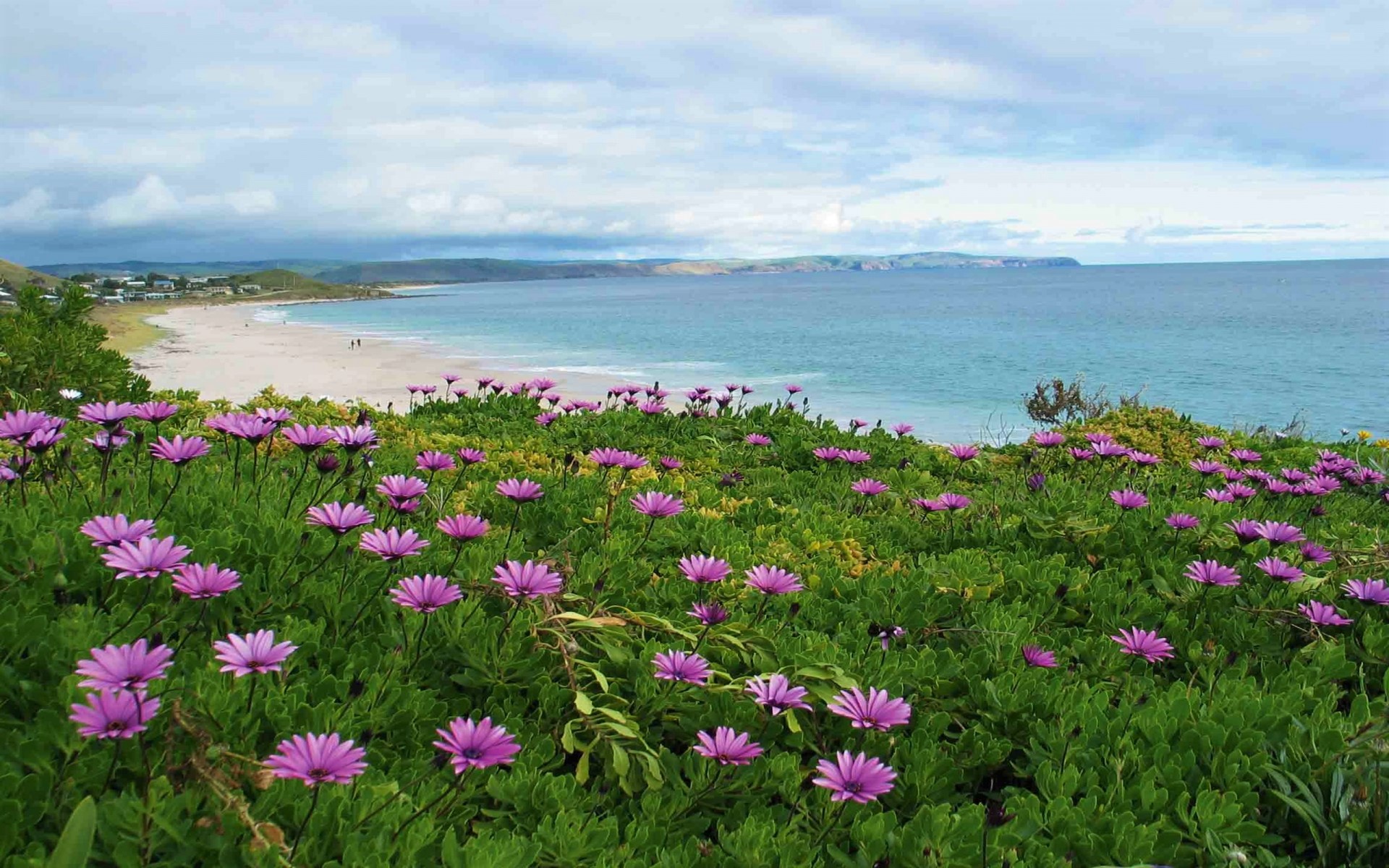 Beach Flower Wallpapers