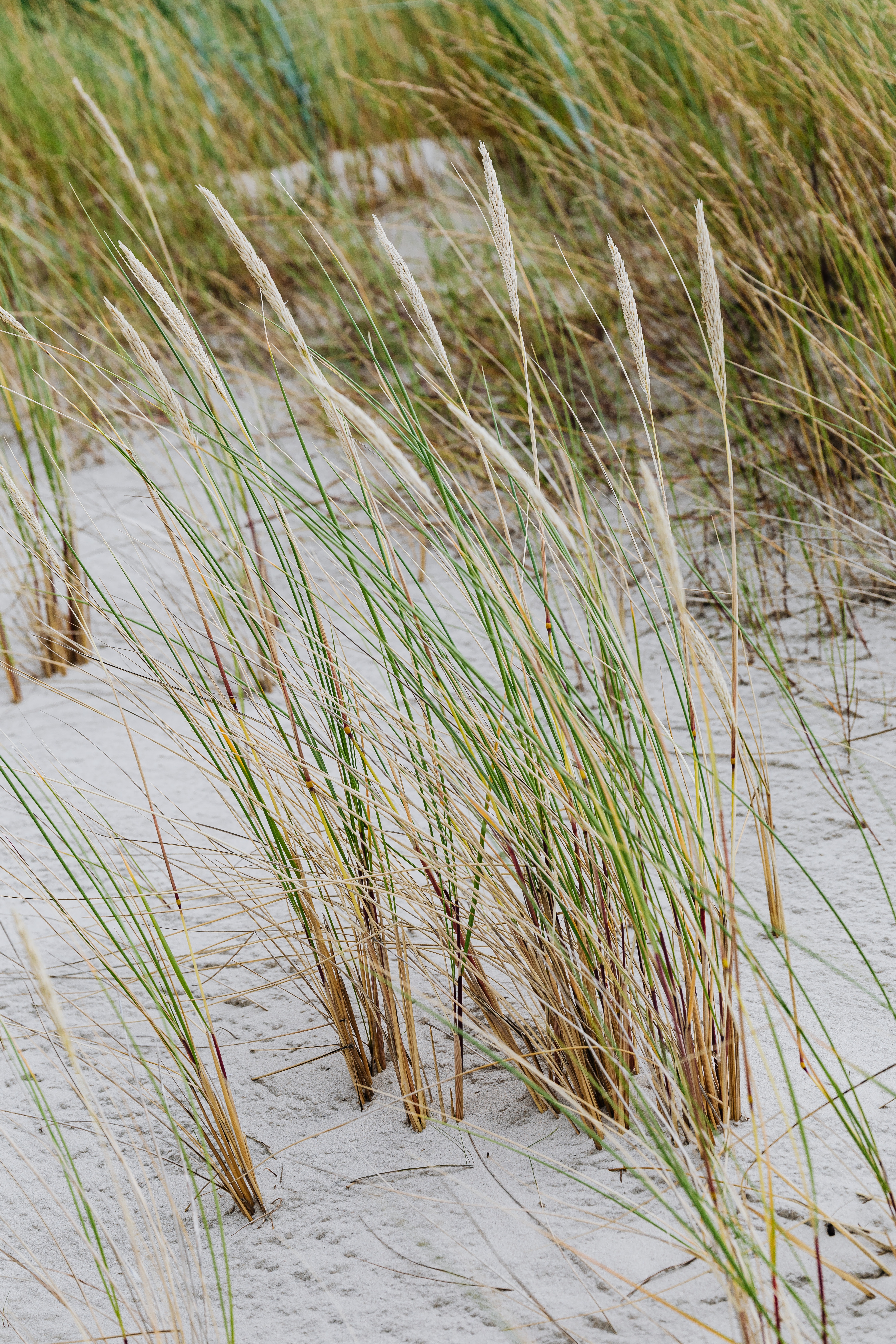 Beach Grass Wallpapers