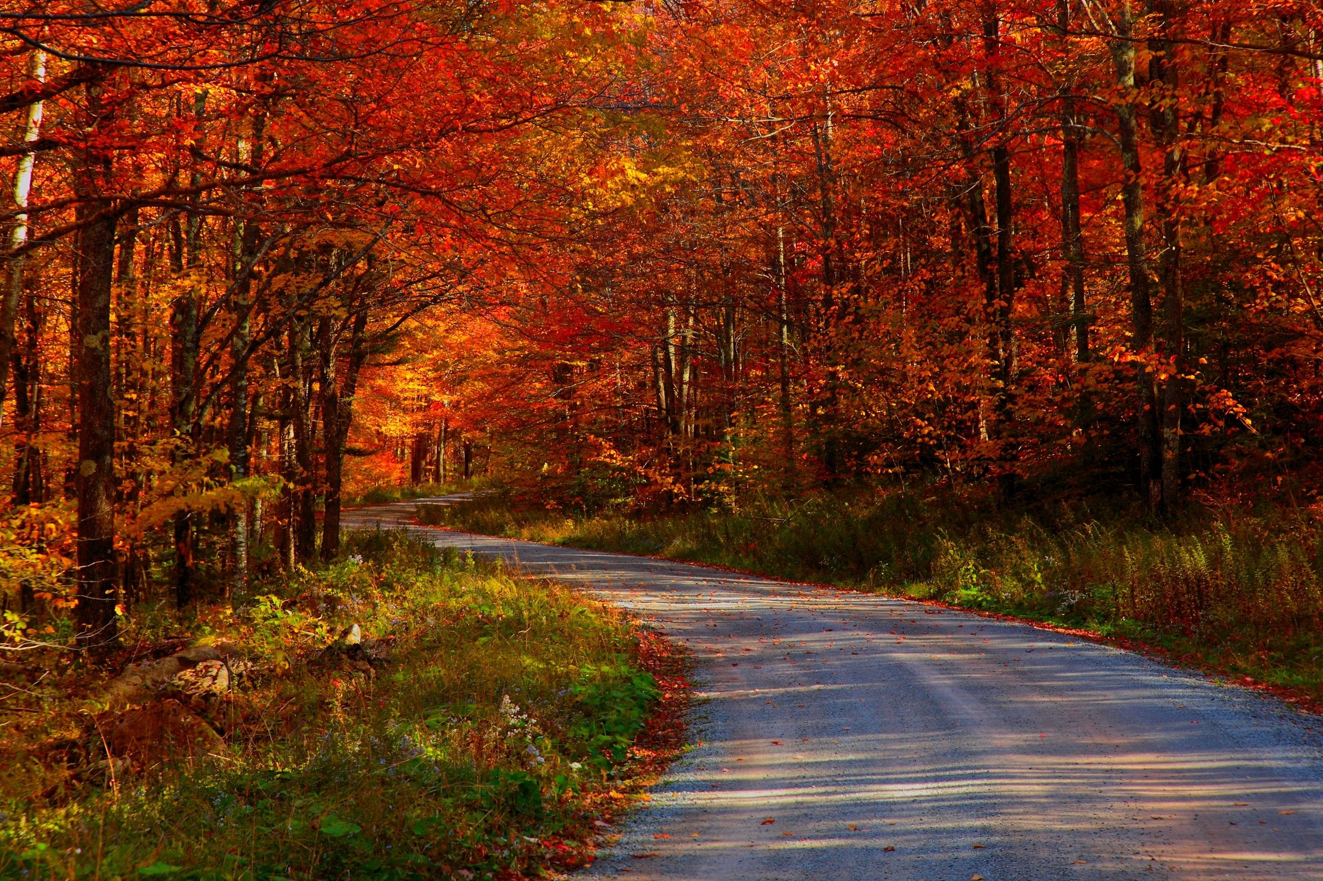 Beautiful Road And Forest In Fall Wallpapers