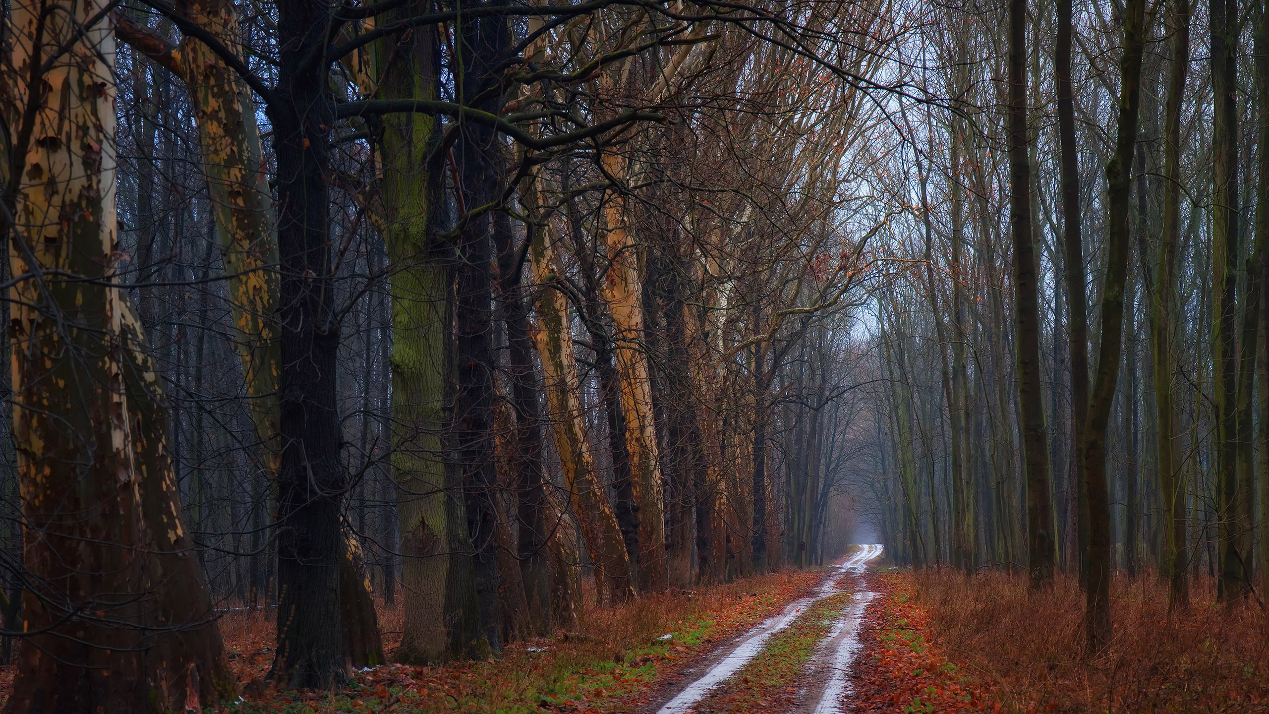 Beautiful Road And Forest In Fall Wallpapers