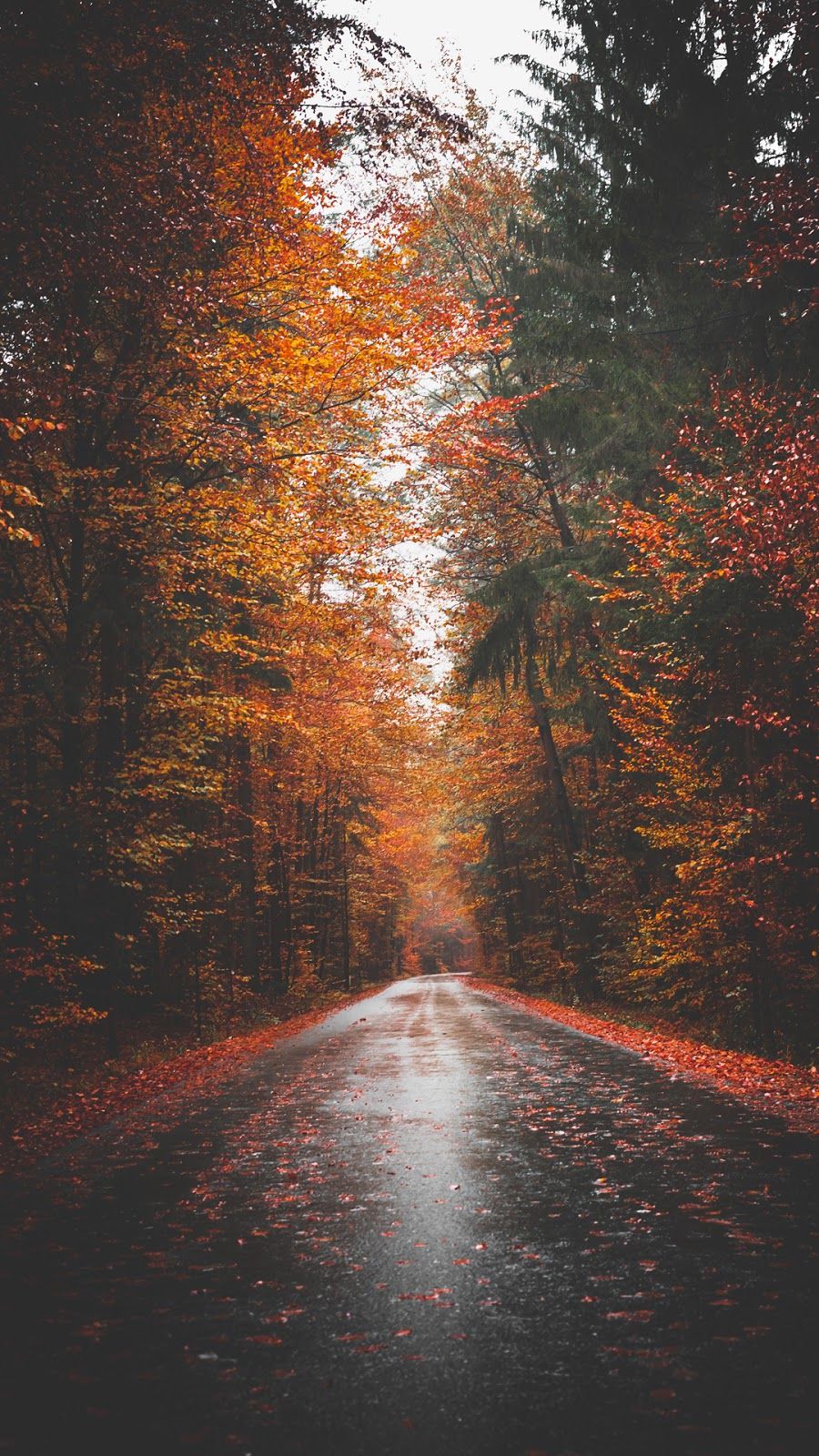 Beautiful Road And Forest In Fall Wallpapers