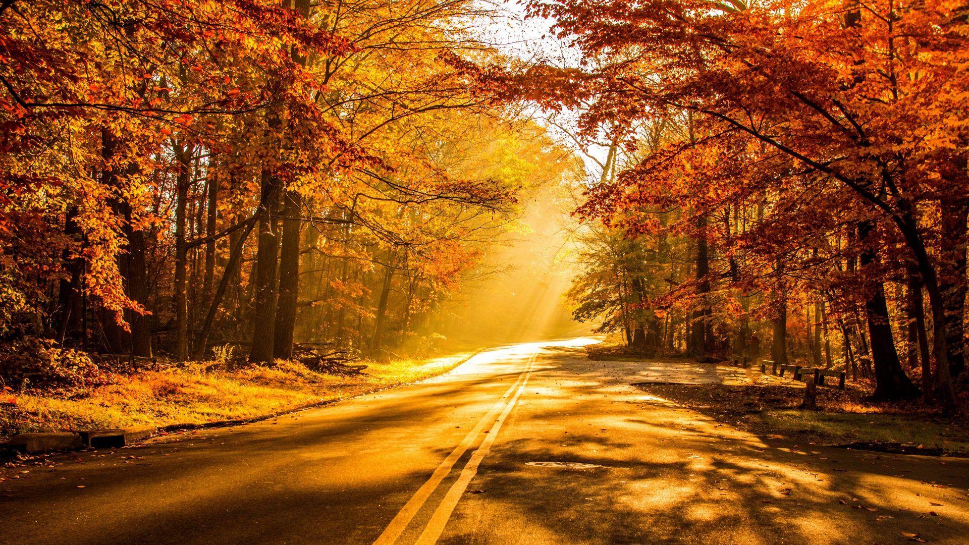 Beautiful Road And Forest In Fall Wallpapers