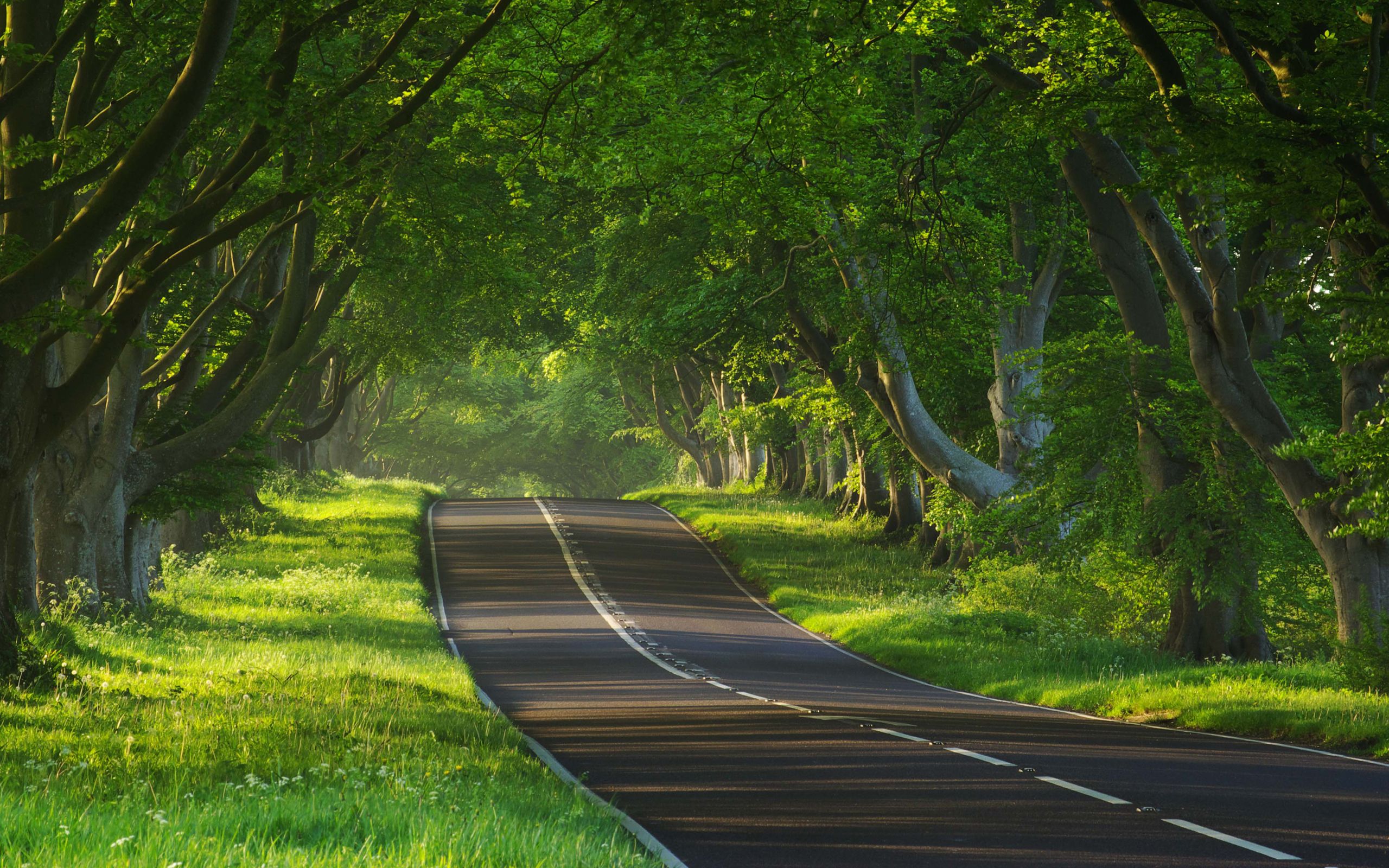 Beautiful Tree-Lined Road Wallpapers