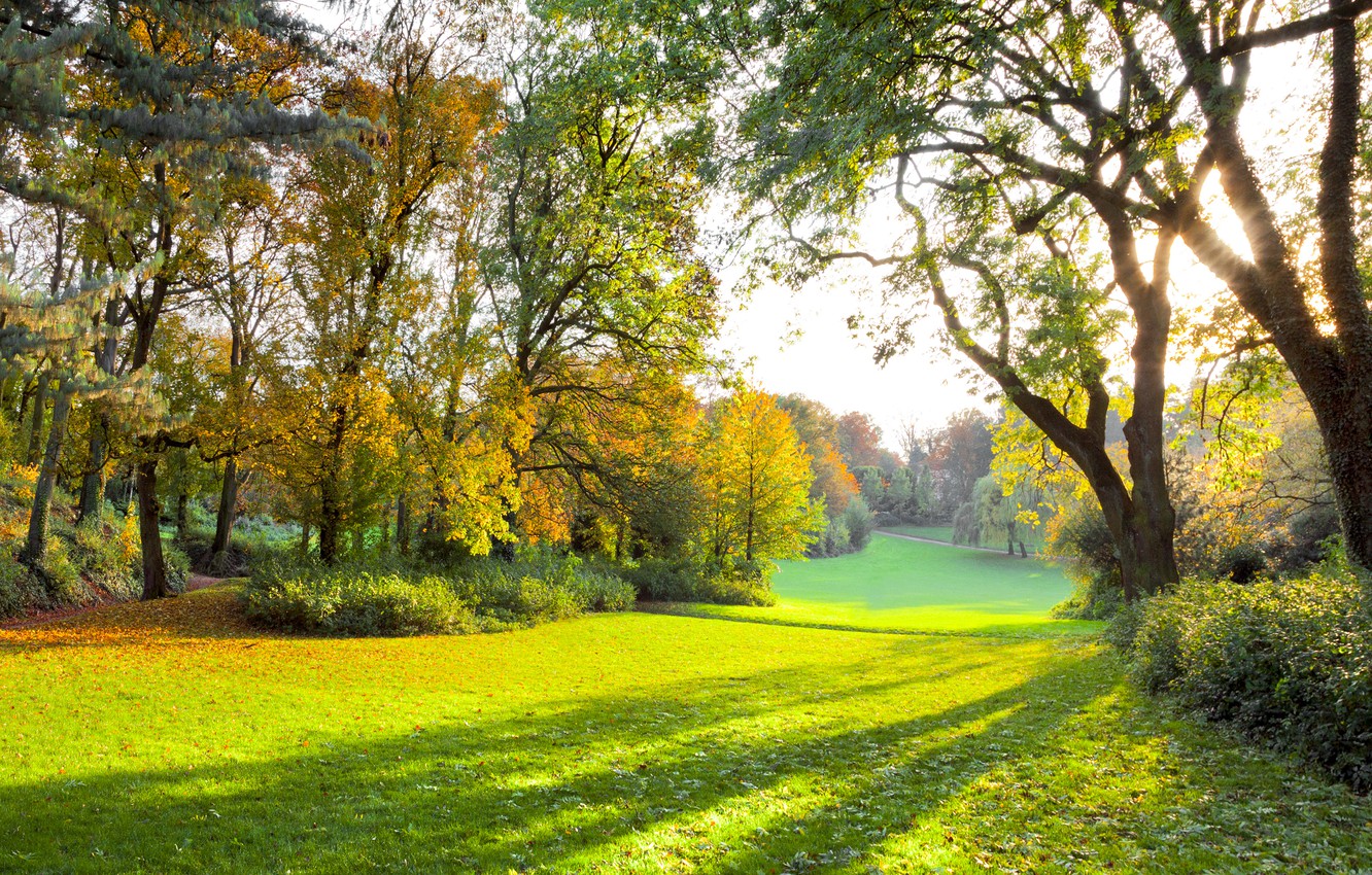 Beautiful Yellow Grass Field With Sunrays Landscape View Wallpapers