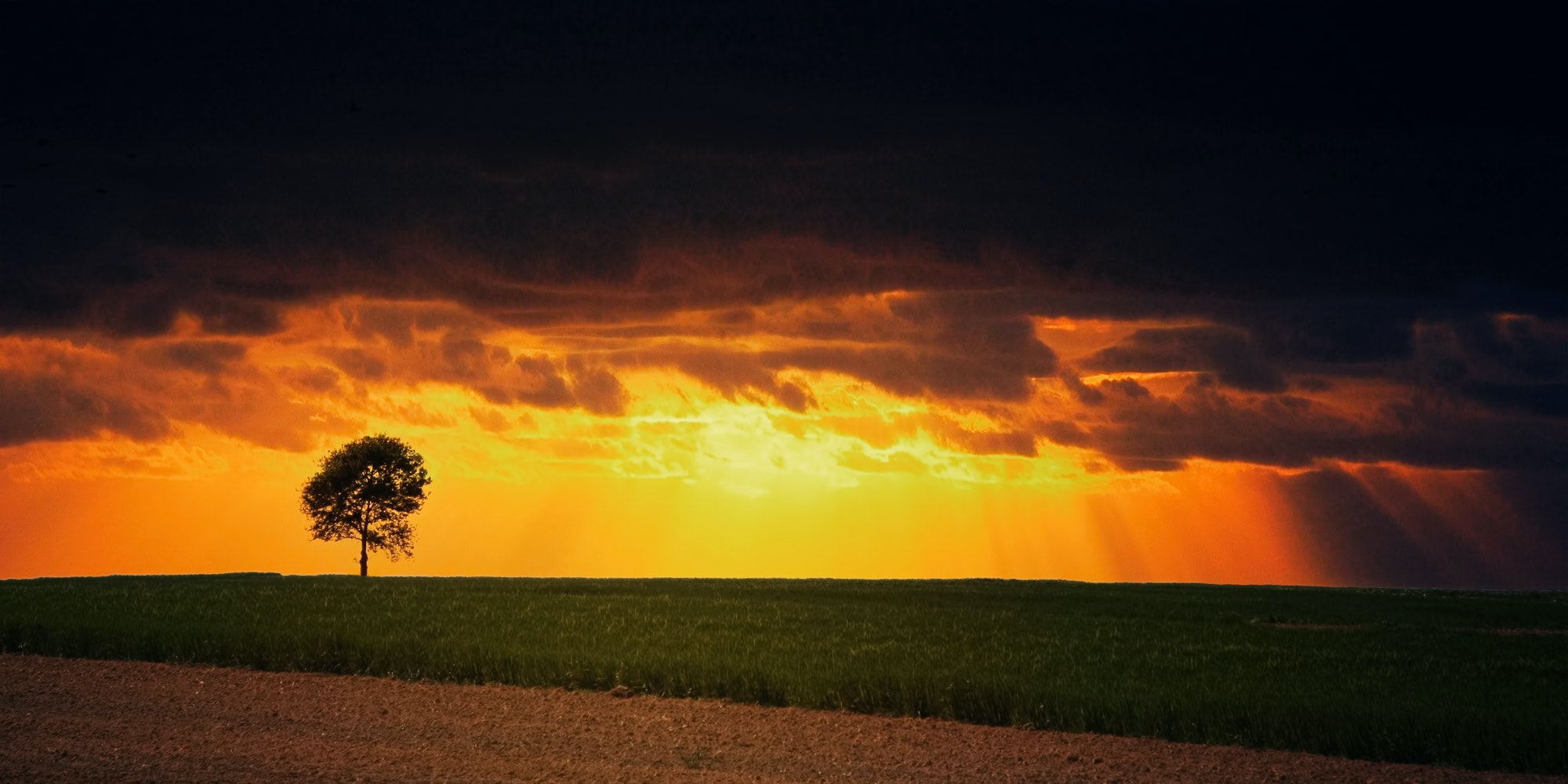 Beautiful Yellow Grass Field With Sunrays Landscape View Wallpapers