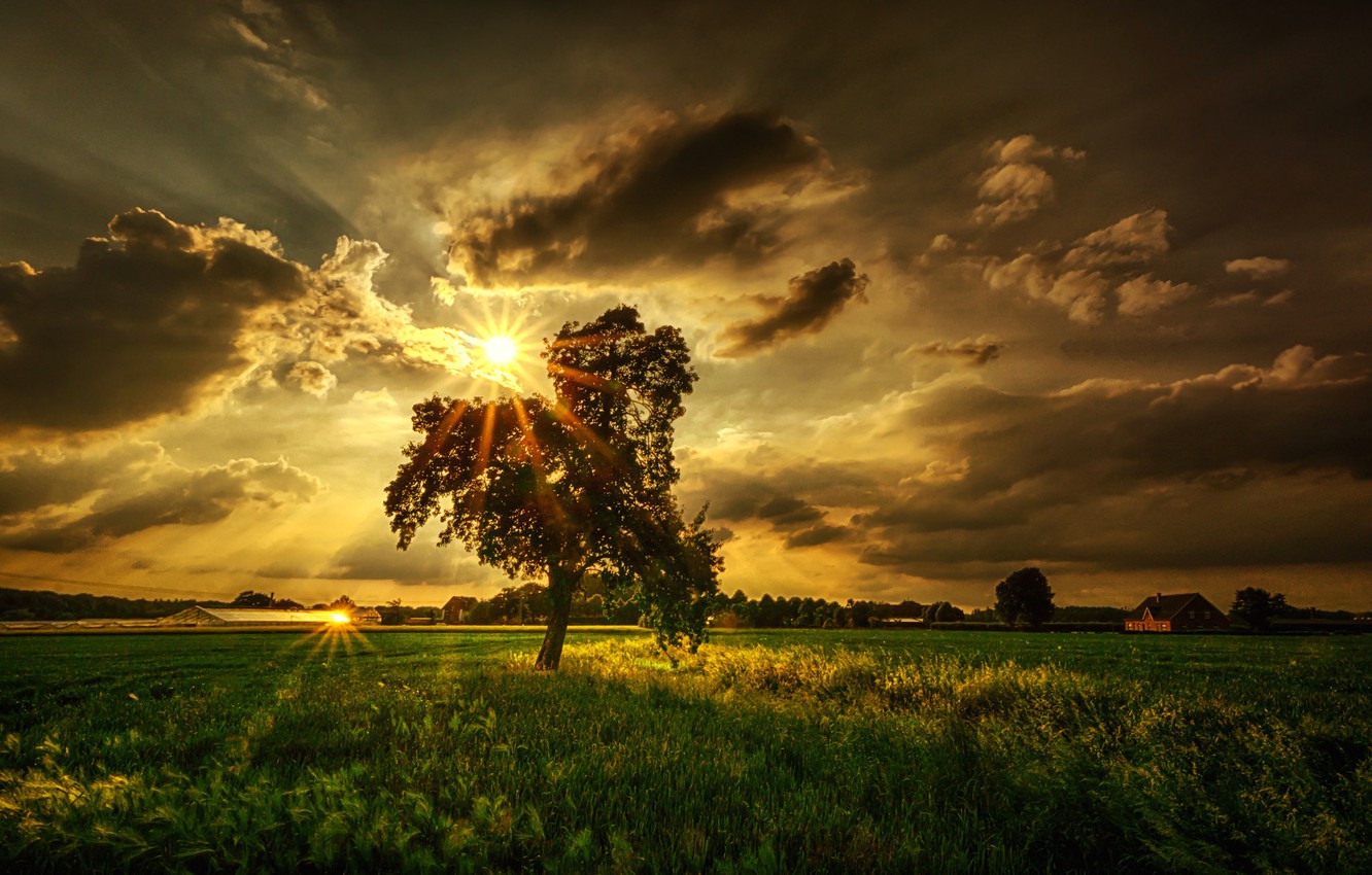 Beautiful Yellow Grass Field With Sunrays Landscape View Wallpapers