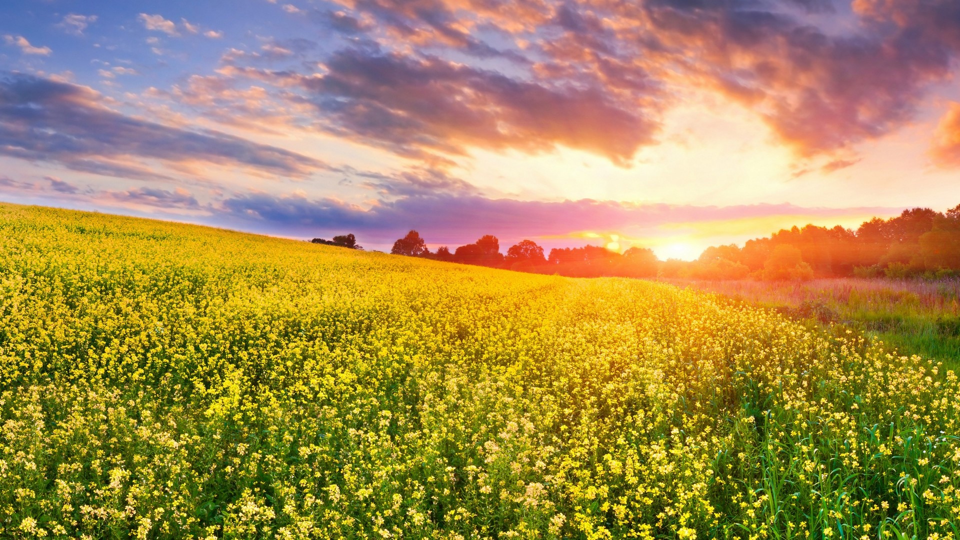 Beautiful Yellow Grass Field With Sunrays Landscape View Wallpapers