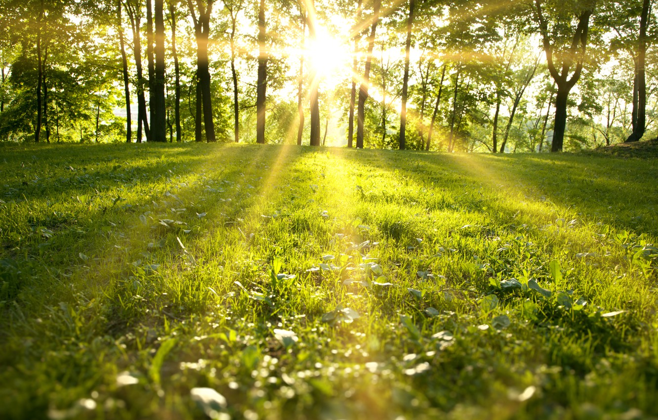 Beautiful Yellow Grass Field With Sunrays Landscape View Wallpapers