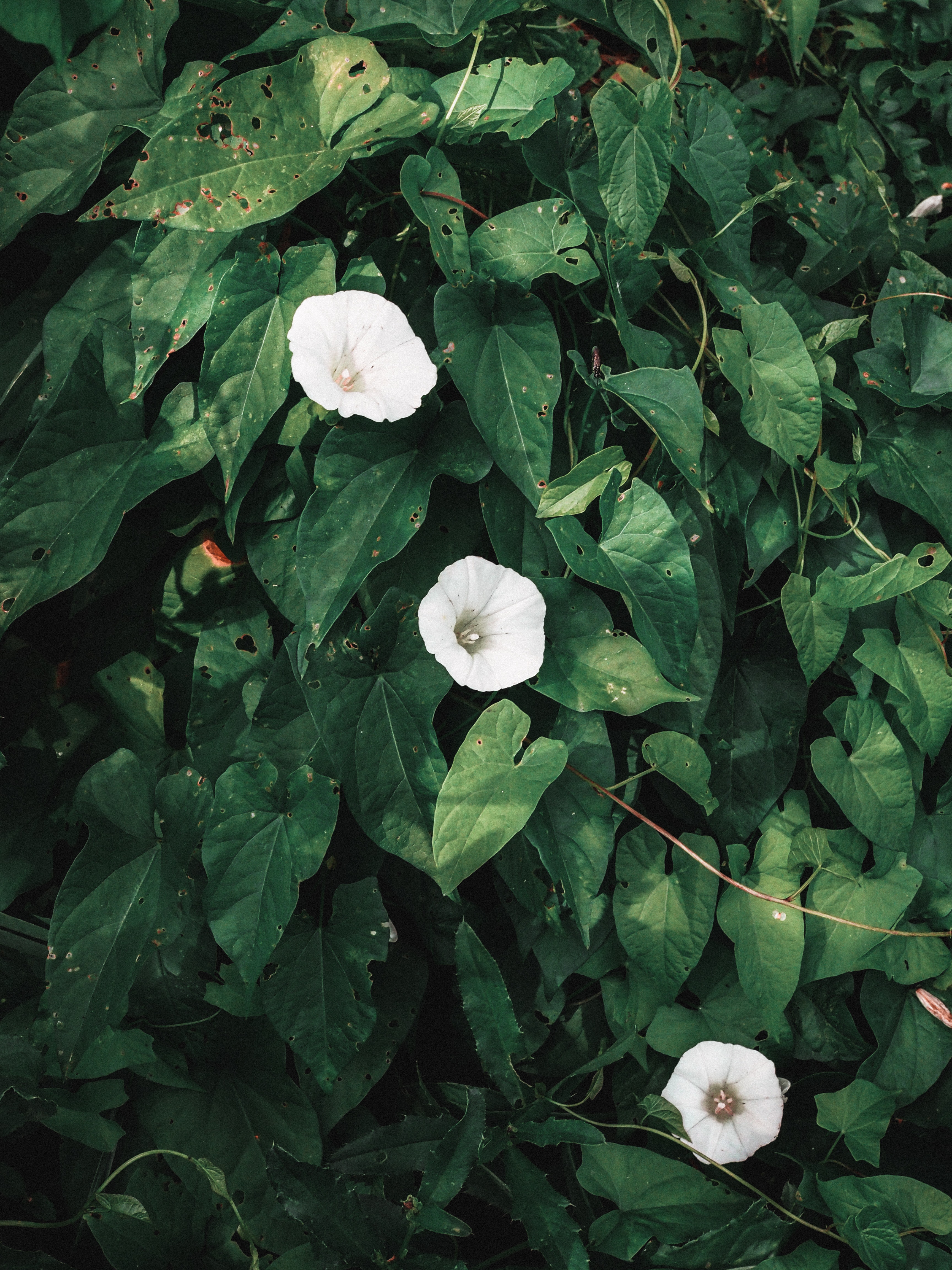 Bindweed Wallpapers