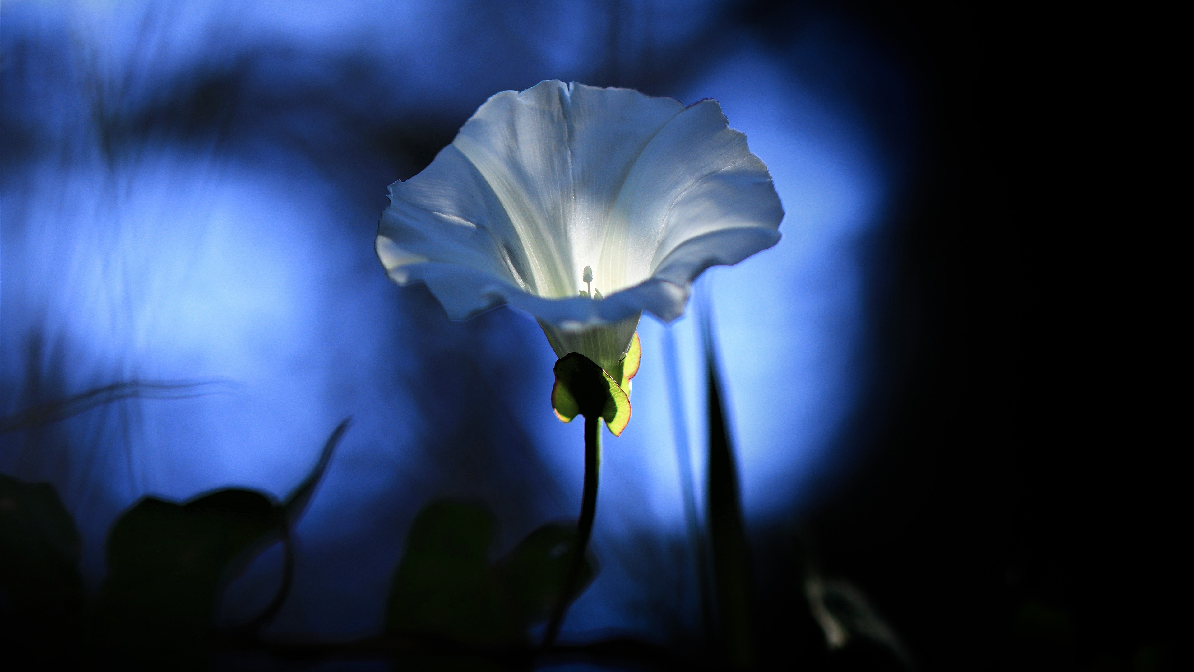 Bindweed Wallpapers