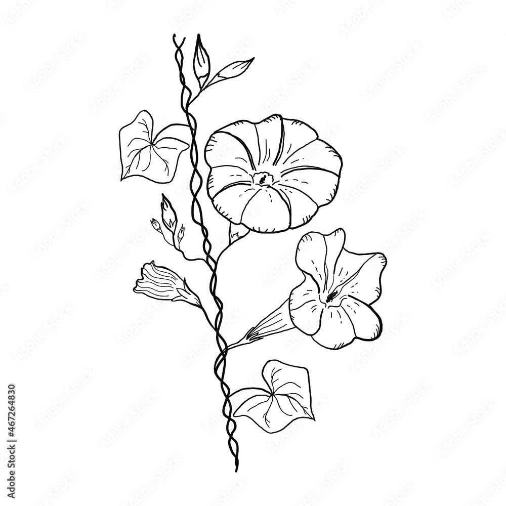 Bindweed Wallpapers