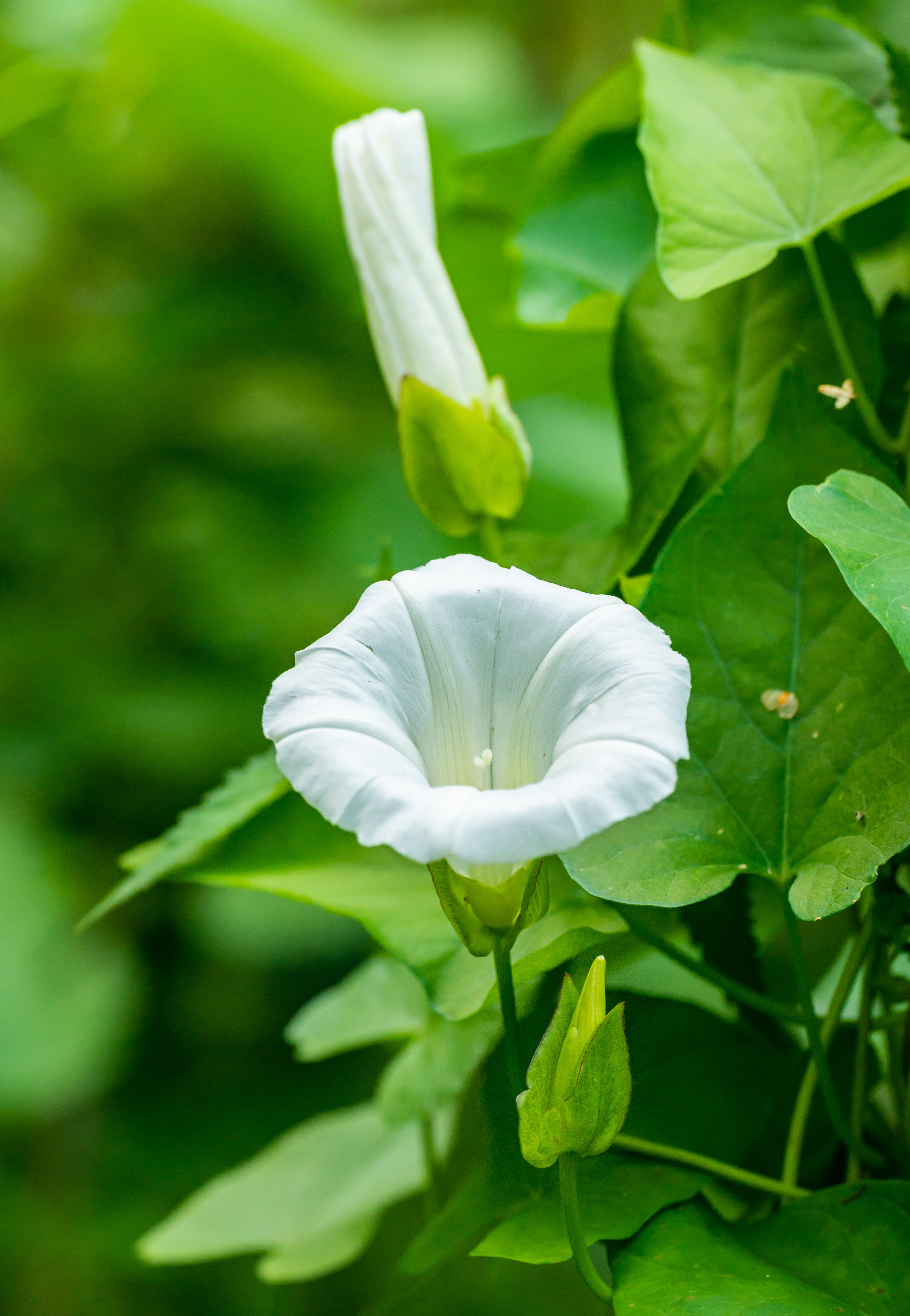 Bindweed Wallpapers