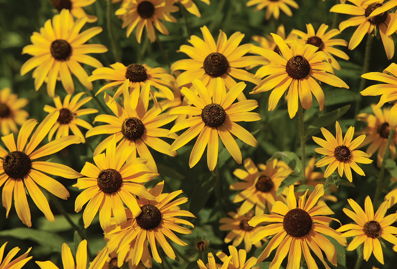 Black-Eyed Susan Wallpapers