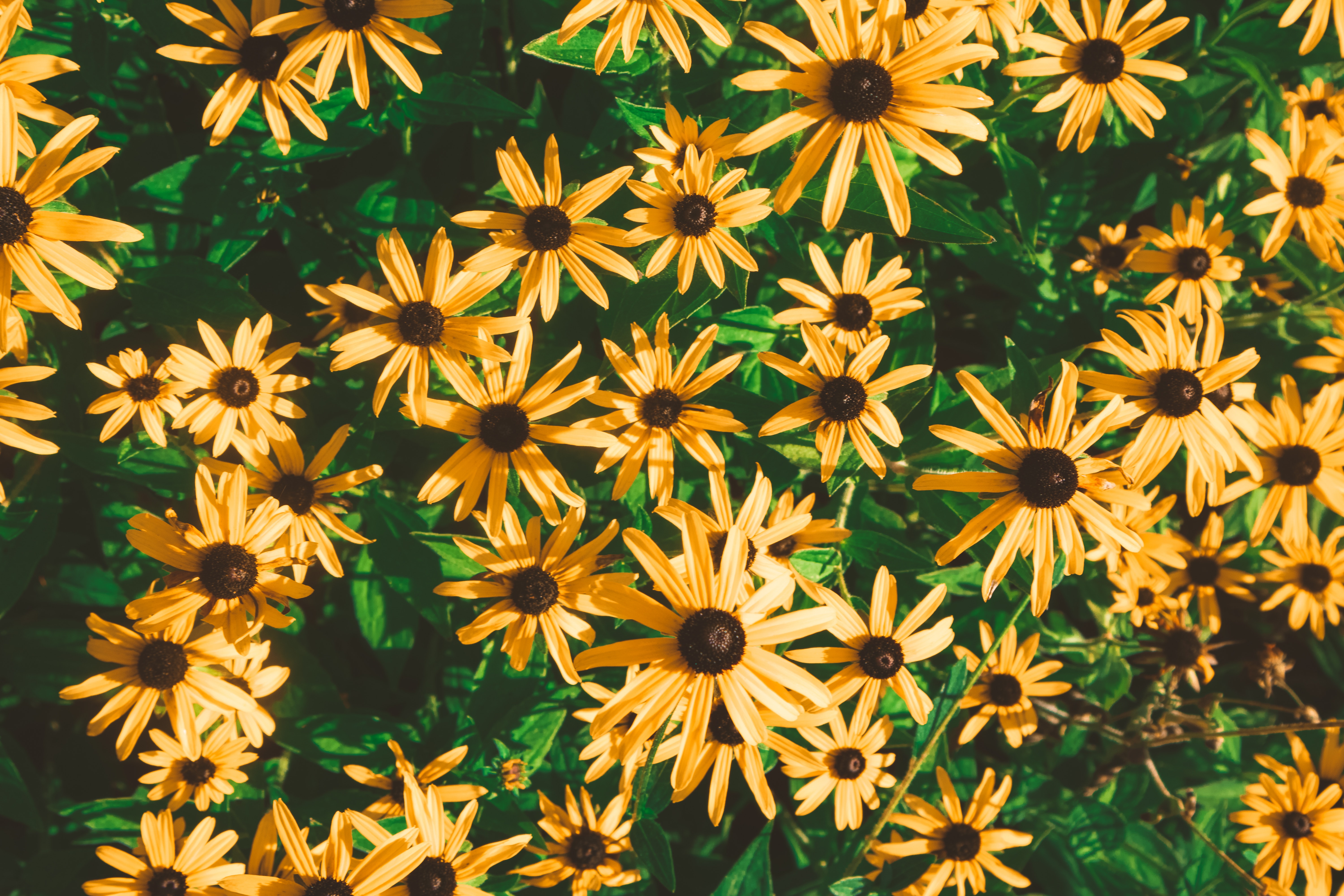 Black-Eyed Susan Wallpapers