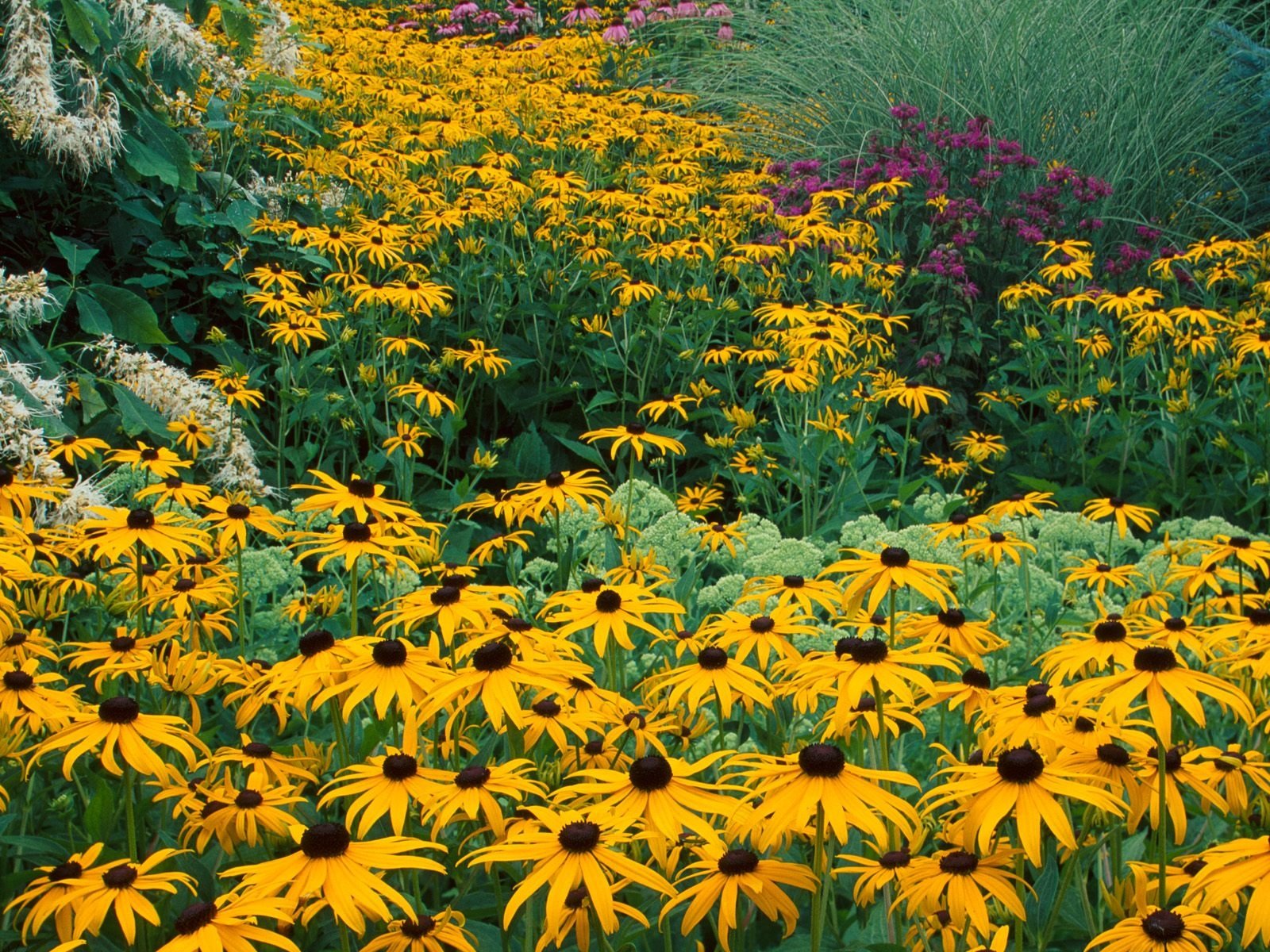 Black-Eyed Susan Wallpapers