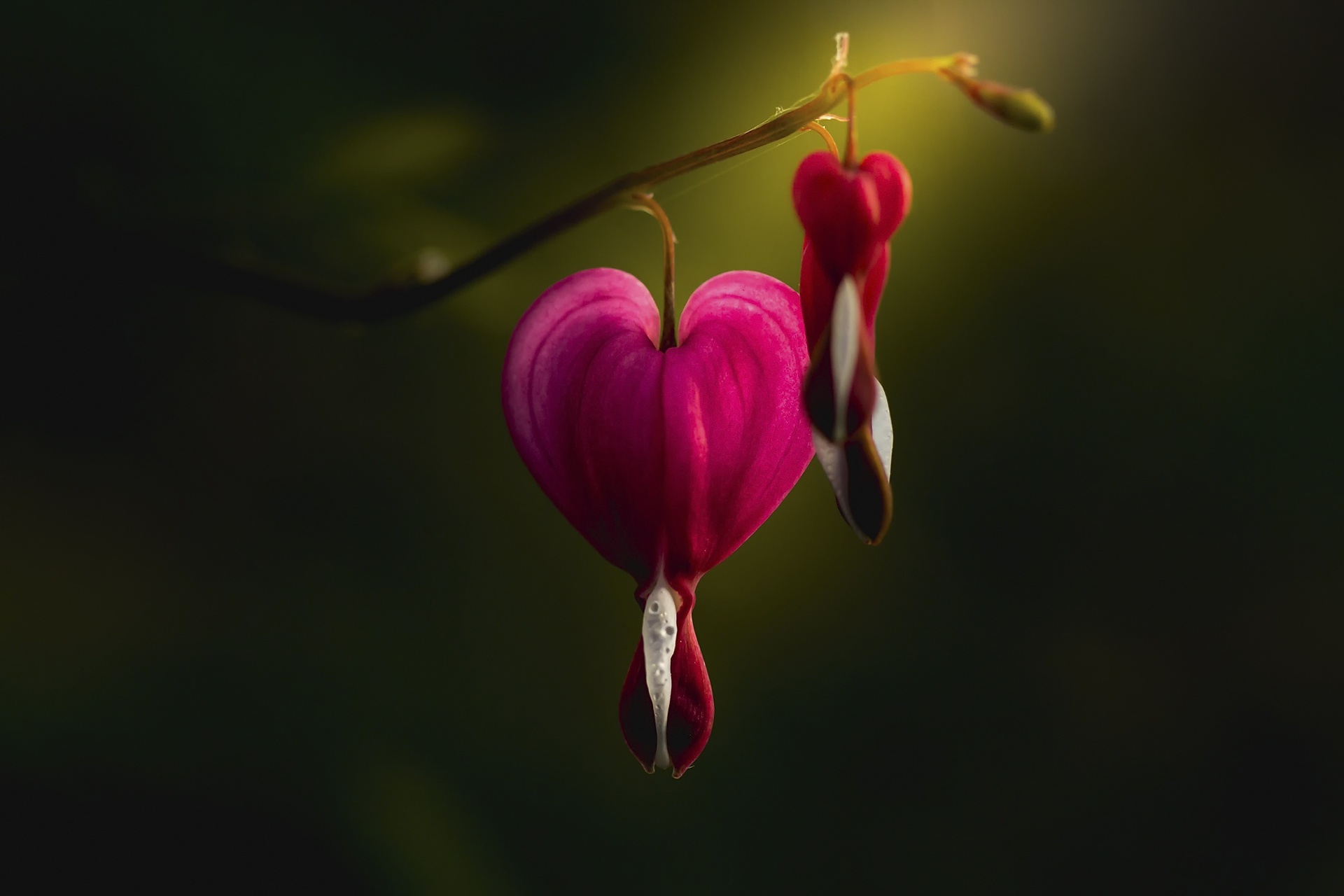 Bleeding Heart Wallpapers