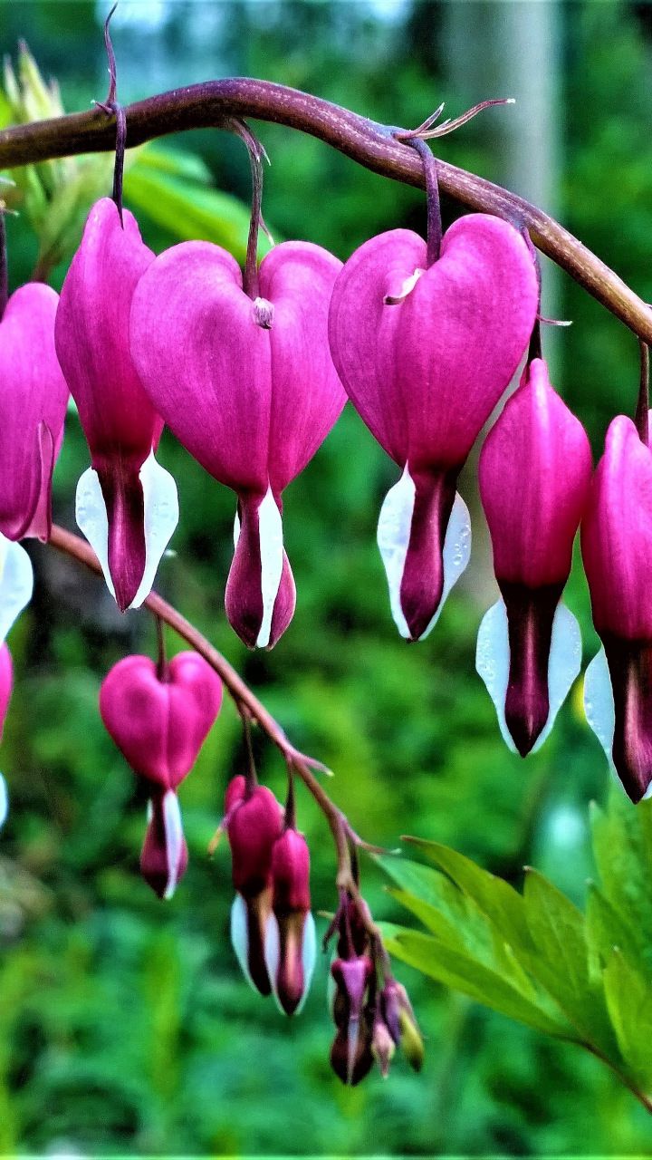 Bleeding Heart Wallpapers