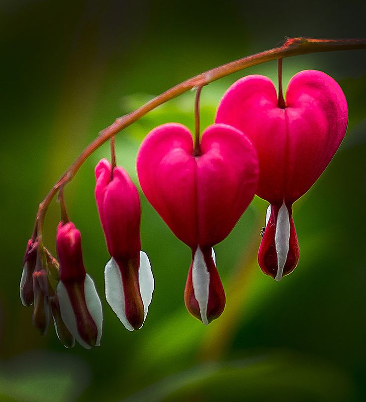 Bleeding Heart Wallpapers