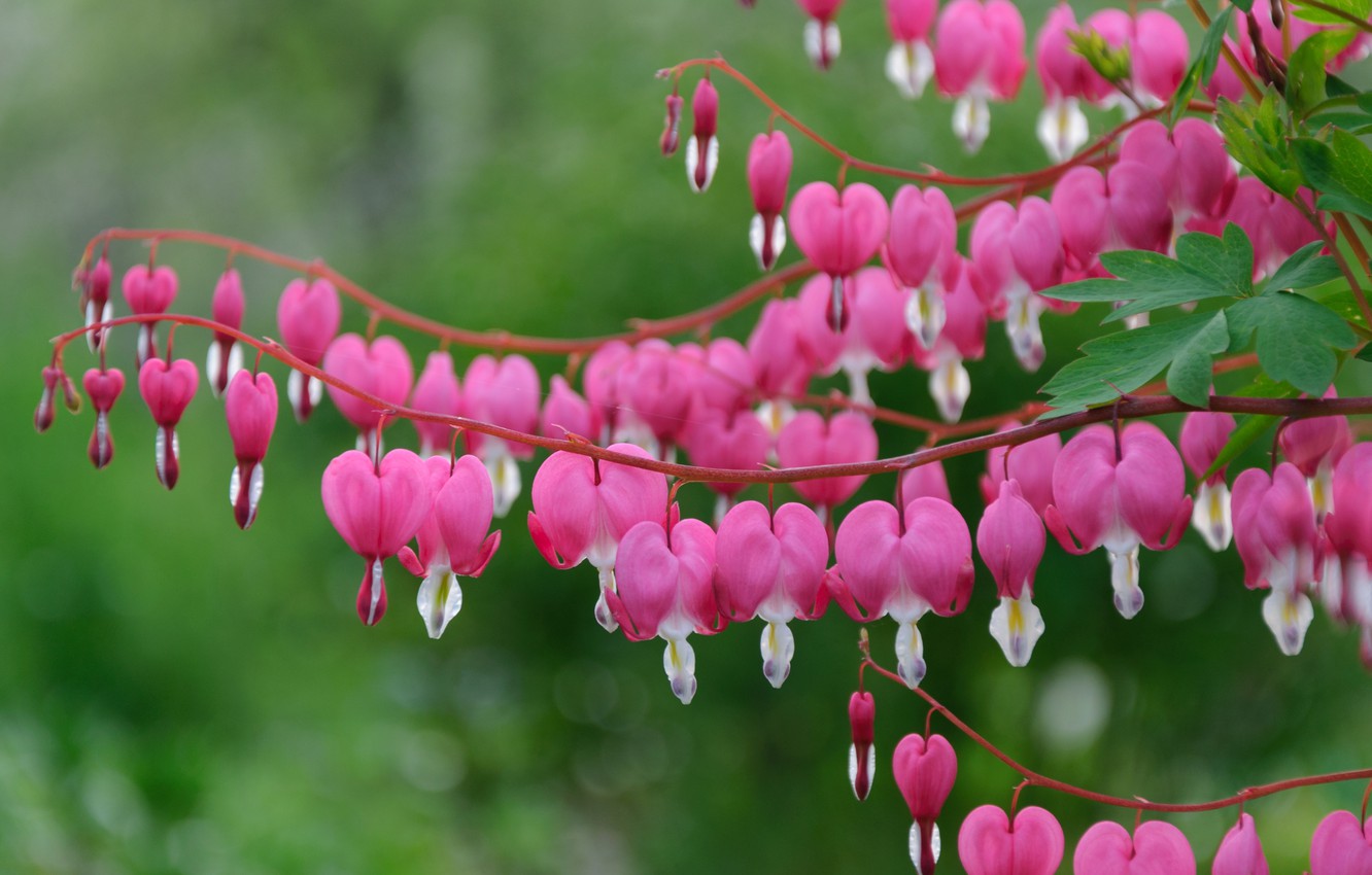 Bleeding Heart Wallpapers