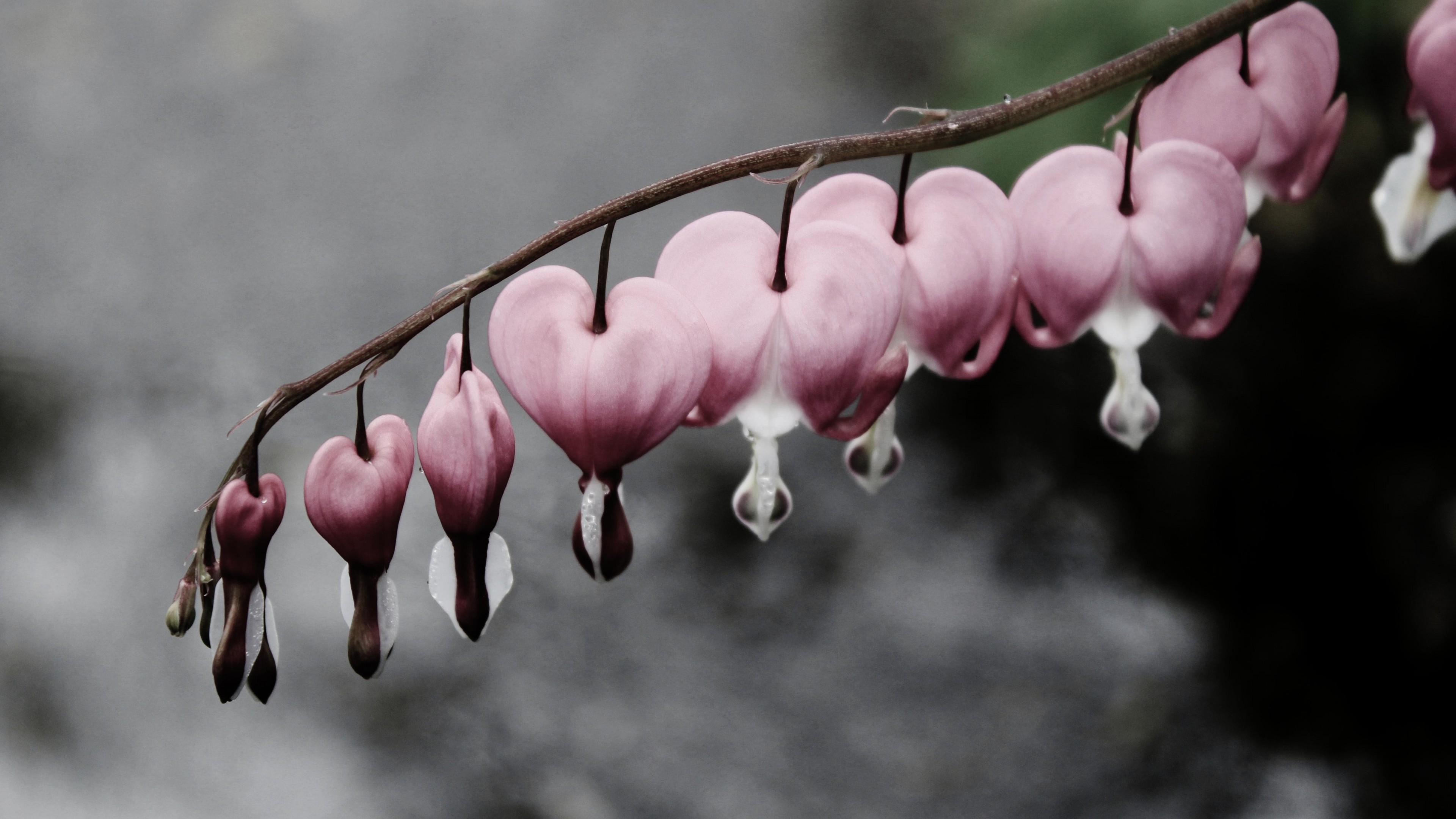 Bleeding Heart Wallpapers